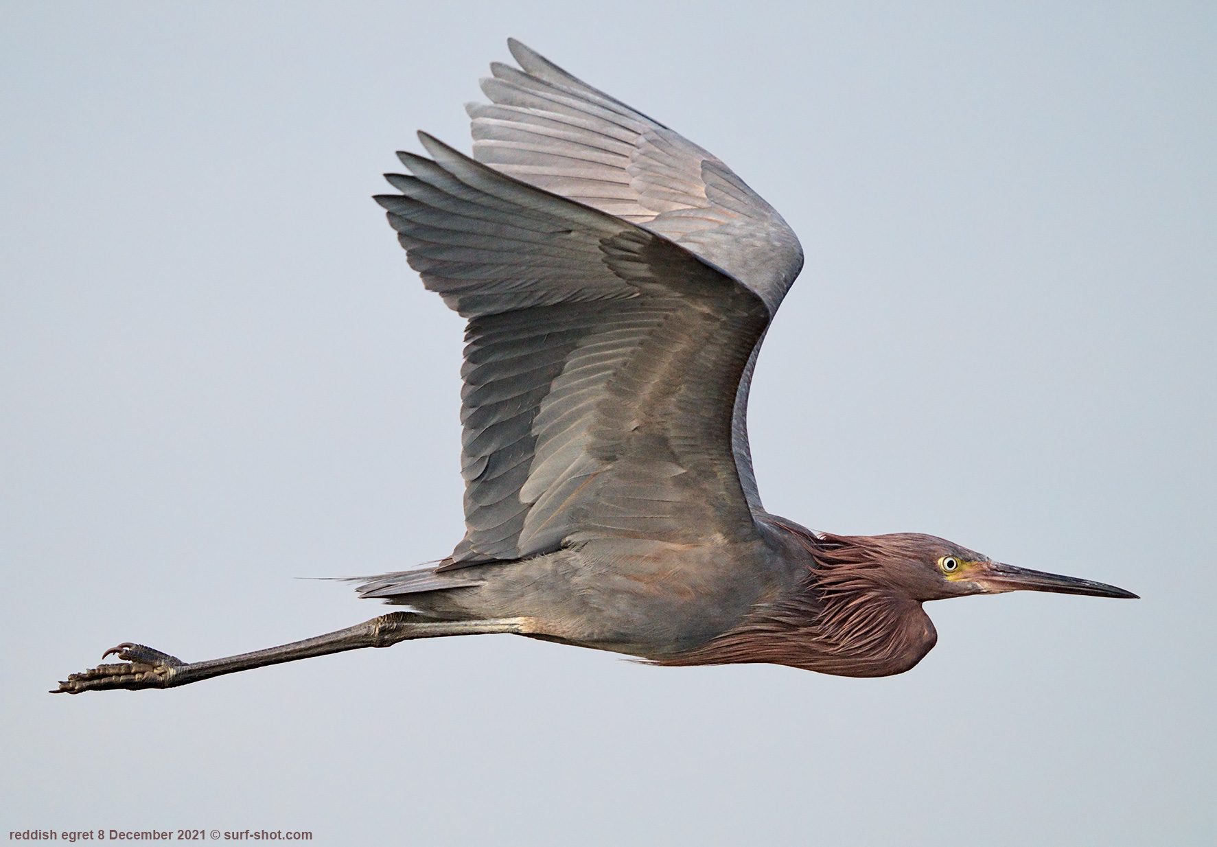 surf-shot-reddish-egret-8-December-2021--DSC02386.jpg