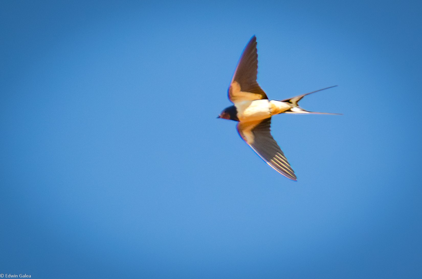 swallow-1.jpg