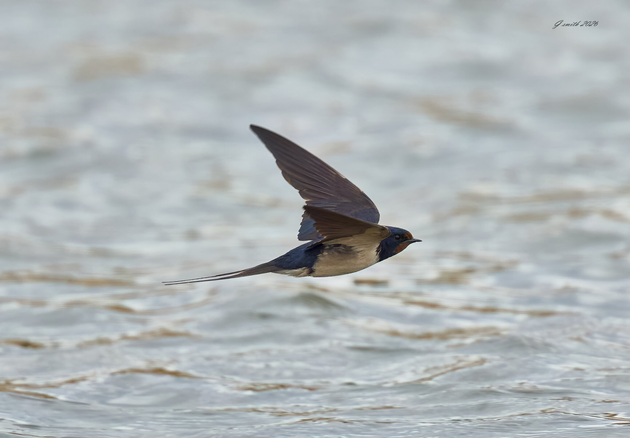 swallow 2026_1.jpg