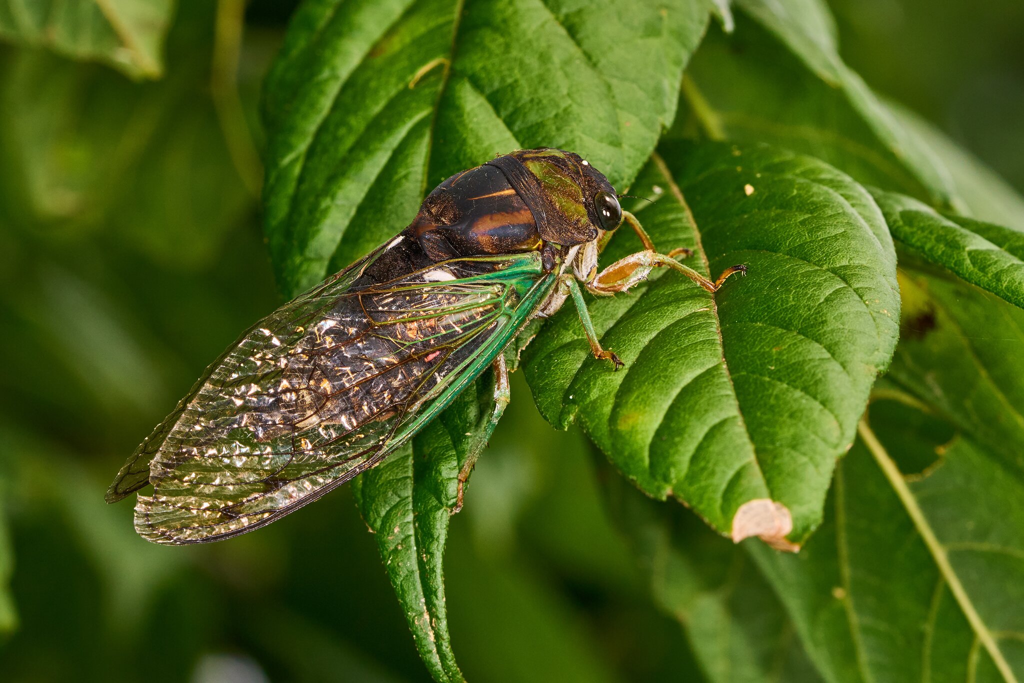 Swamp Cicada - Ashland - 08172025 - 03 - DN.jpg