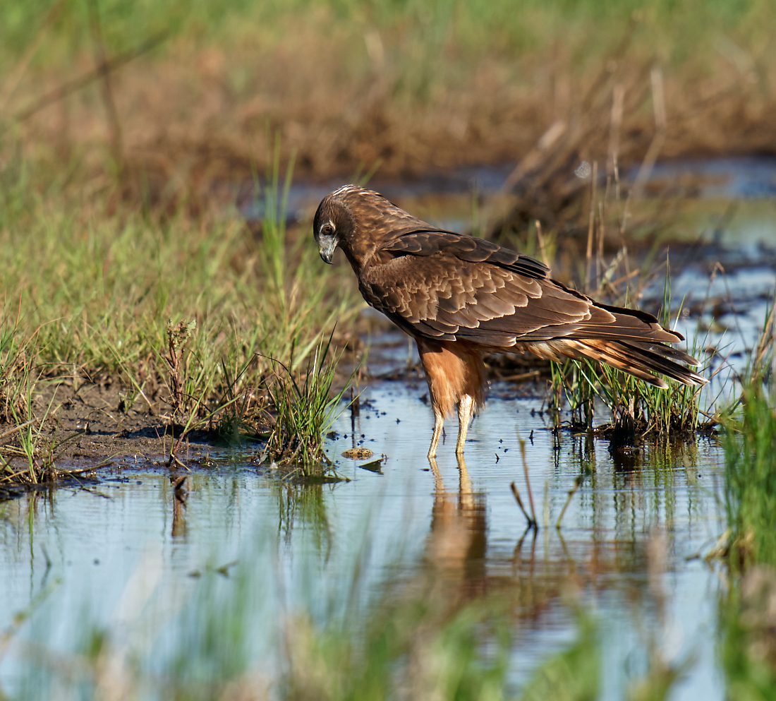 Swamp Harrier fight looking for lost chick (1) 1100.jpg