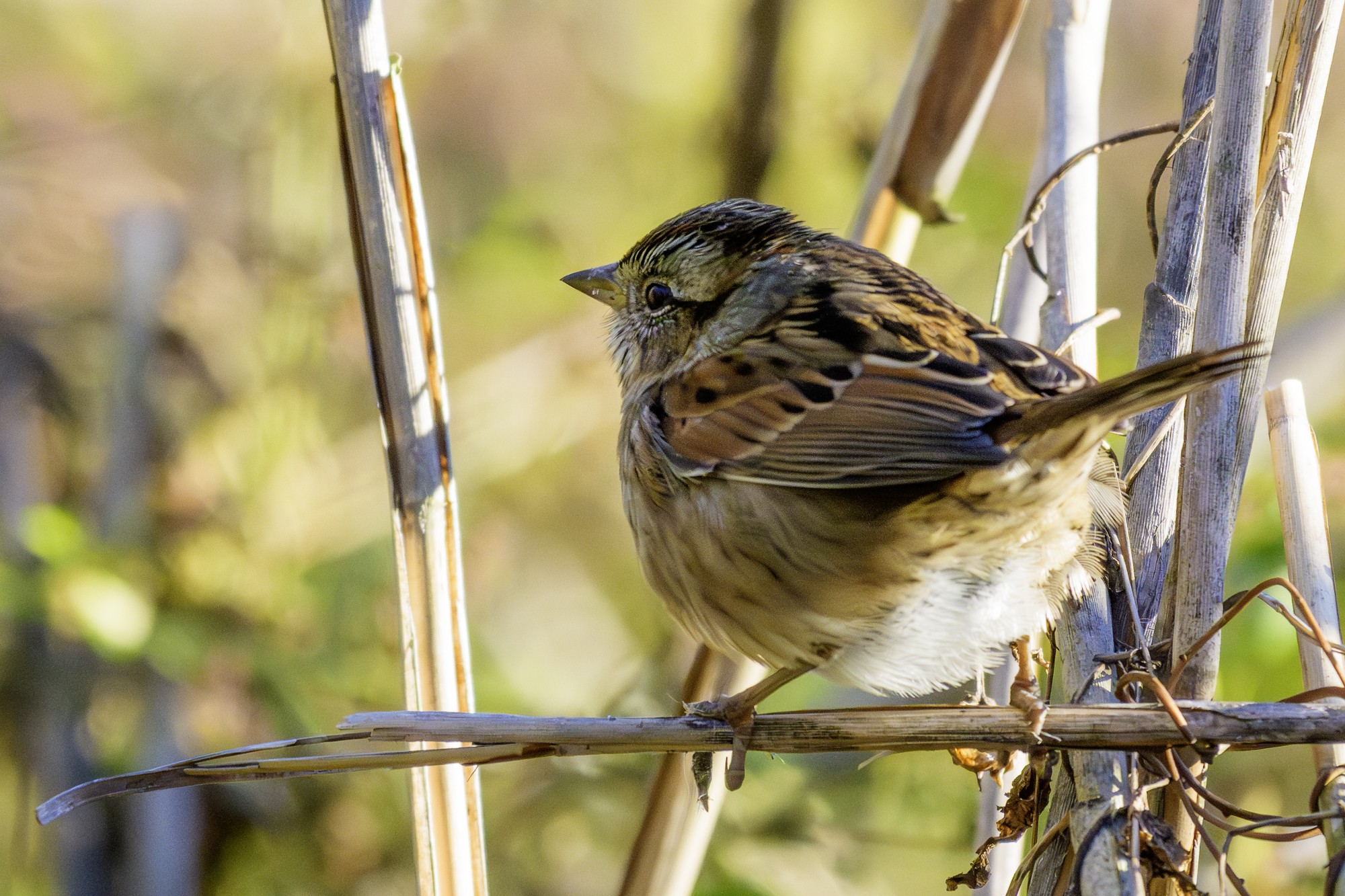 Swamp Sparrow01.jpg