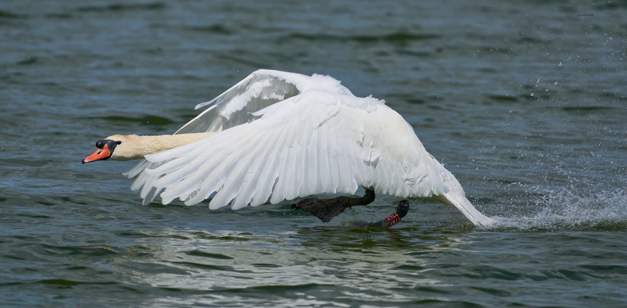 swan 2026_18.jpg