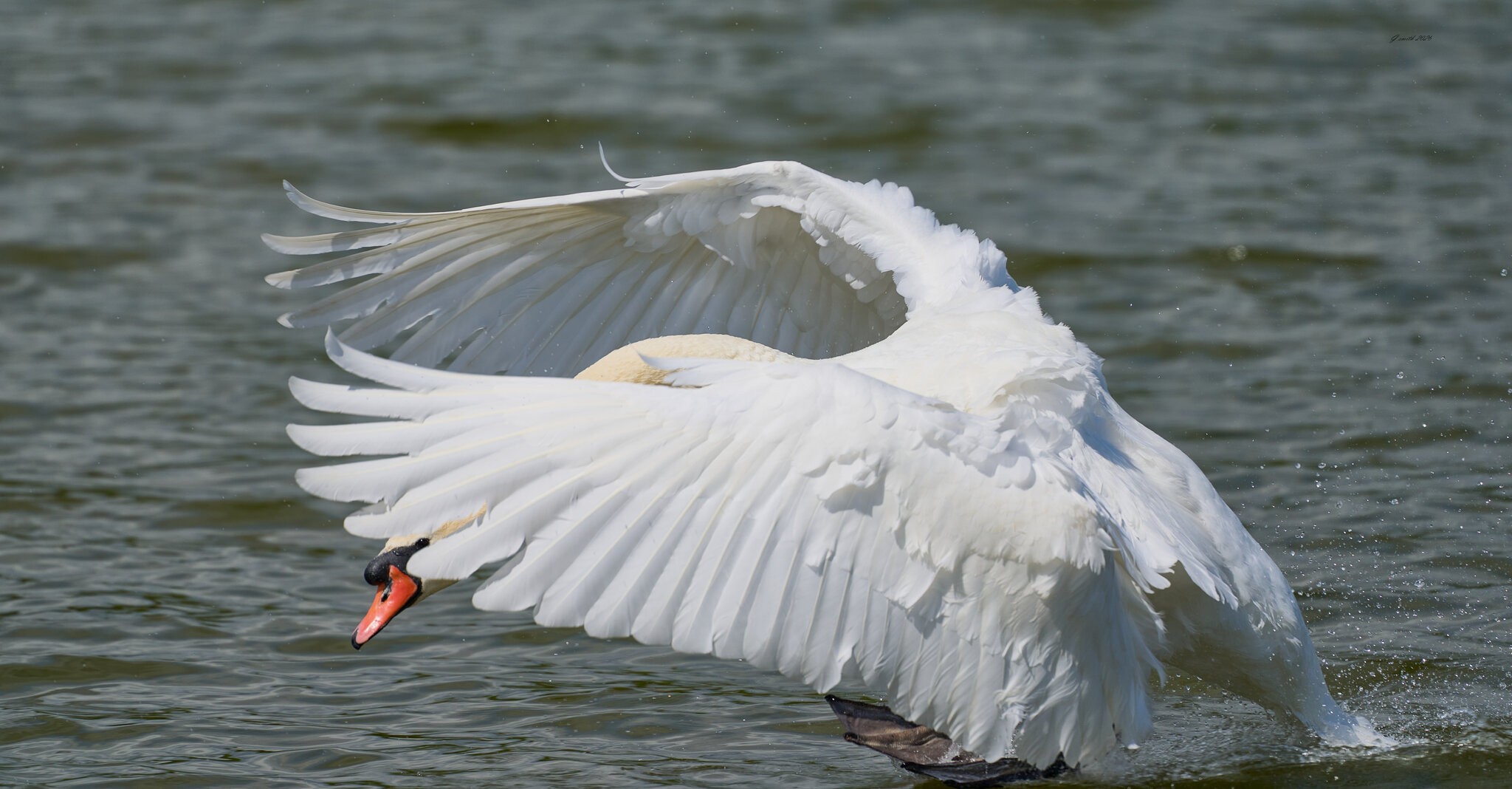 swan 2026_19.jpg