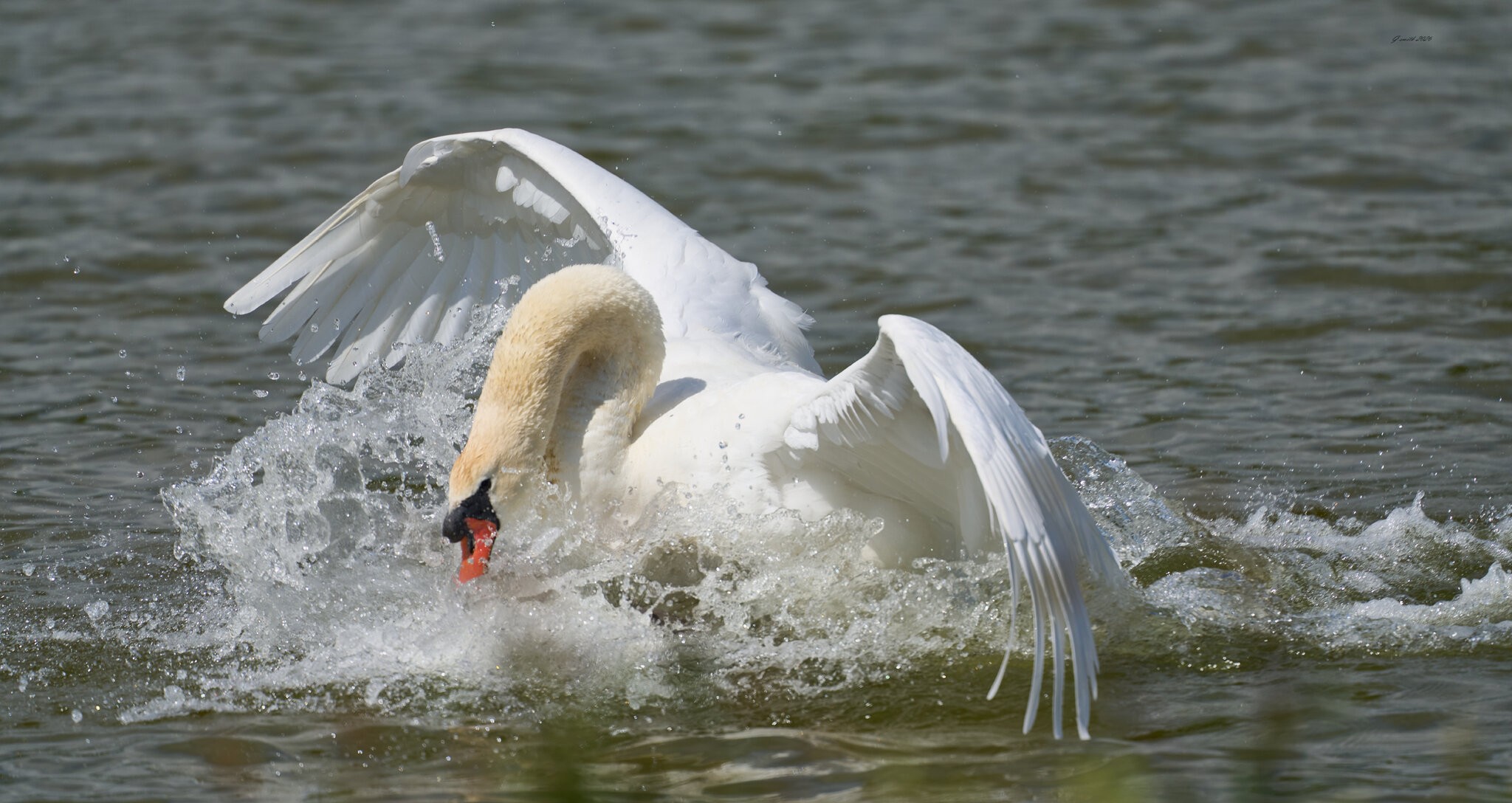 swan 2026_20.jpg