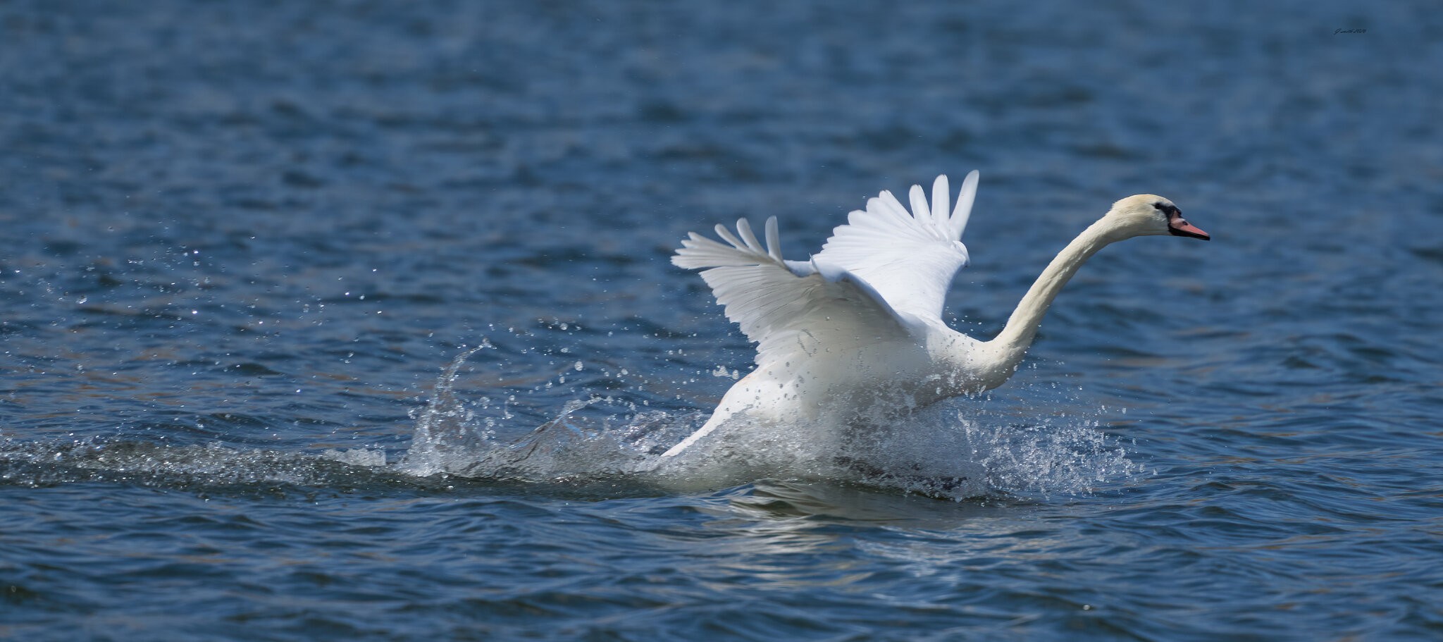 swan 2026_24.jpg