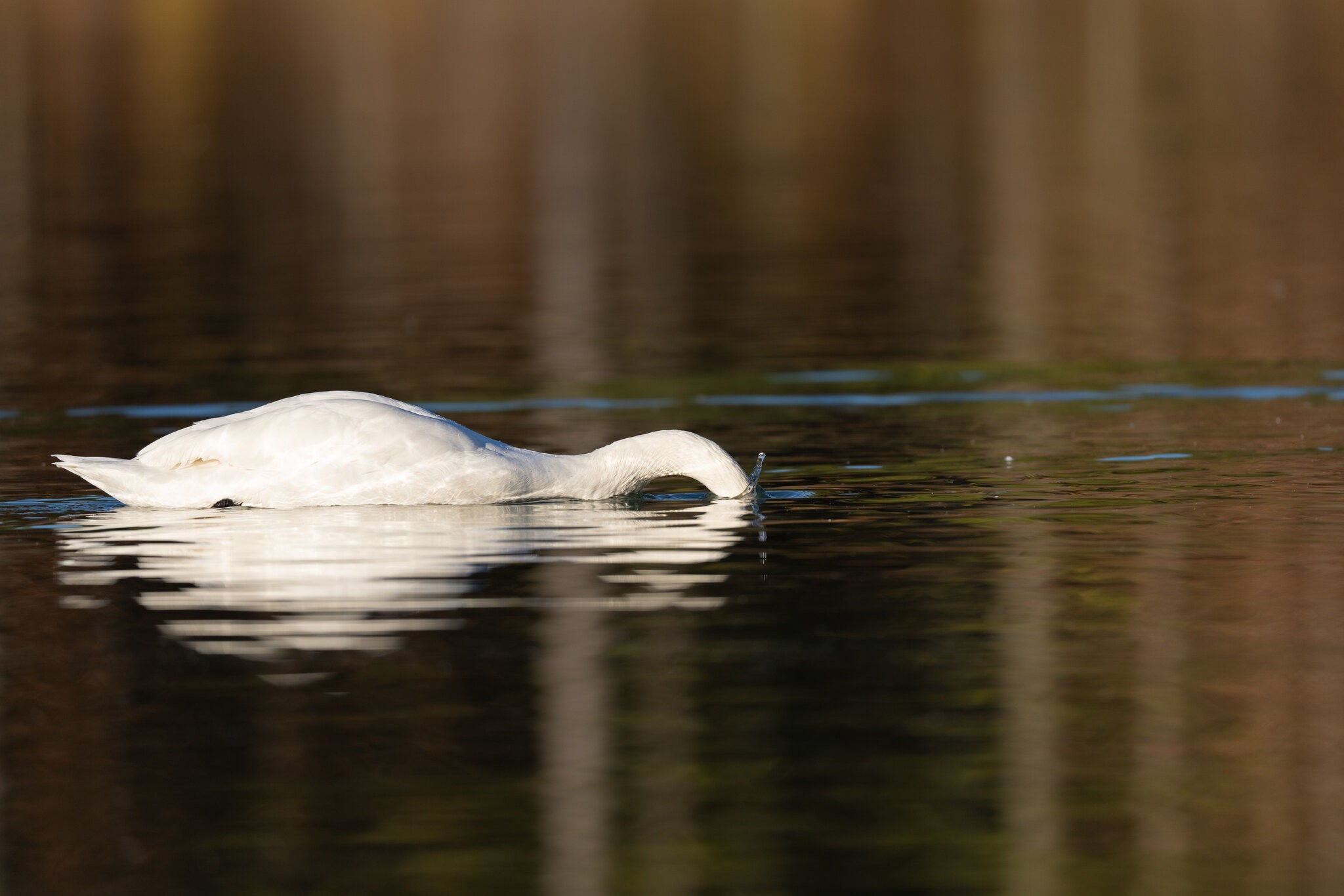 Swan Dip.jpg