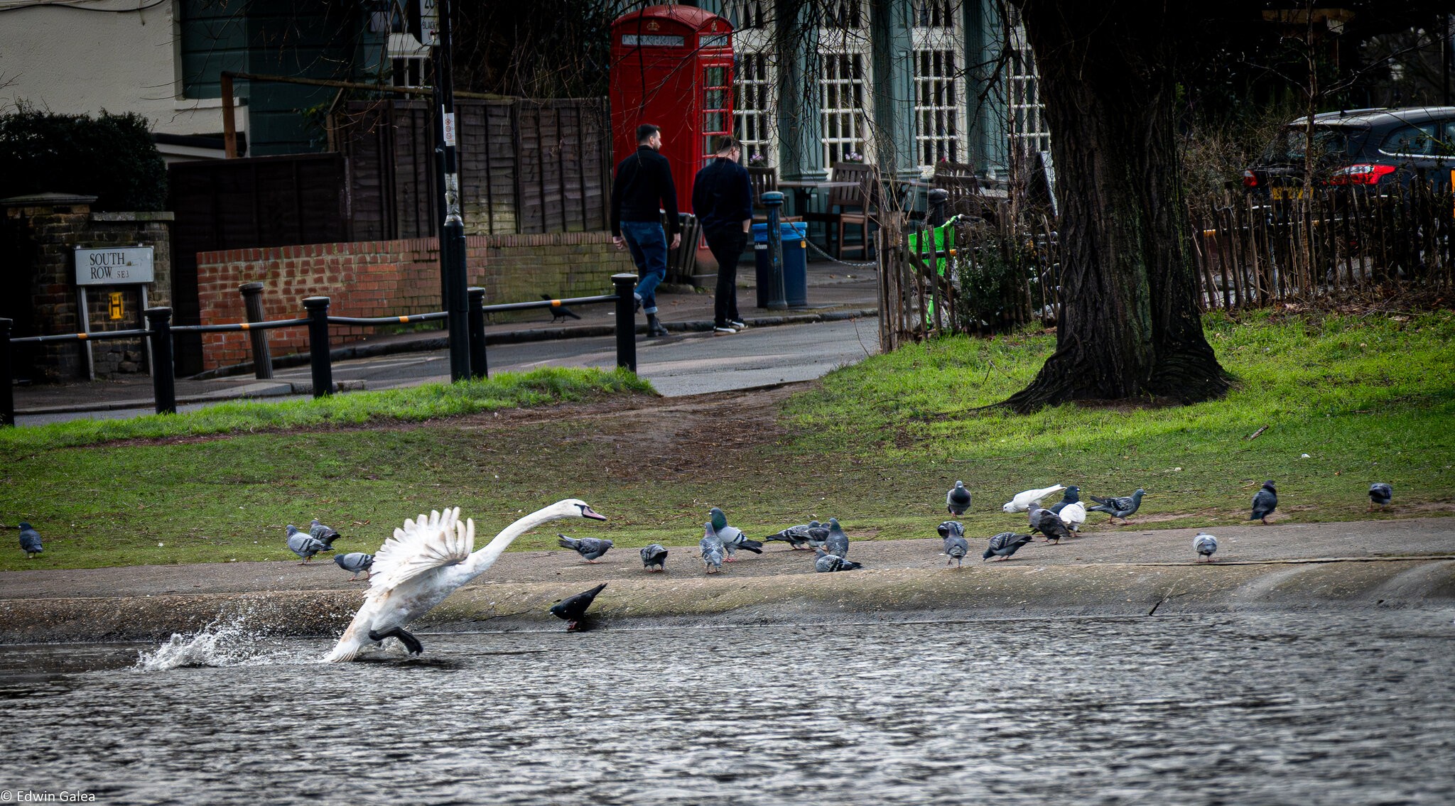 swan in flight-5.jpg