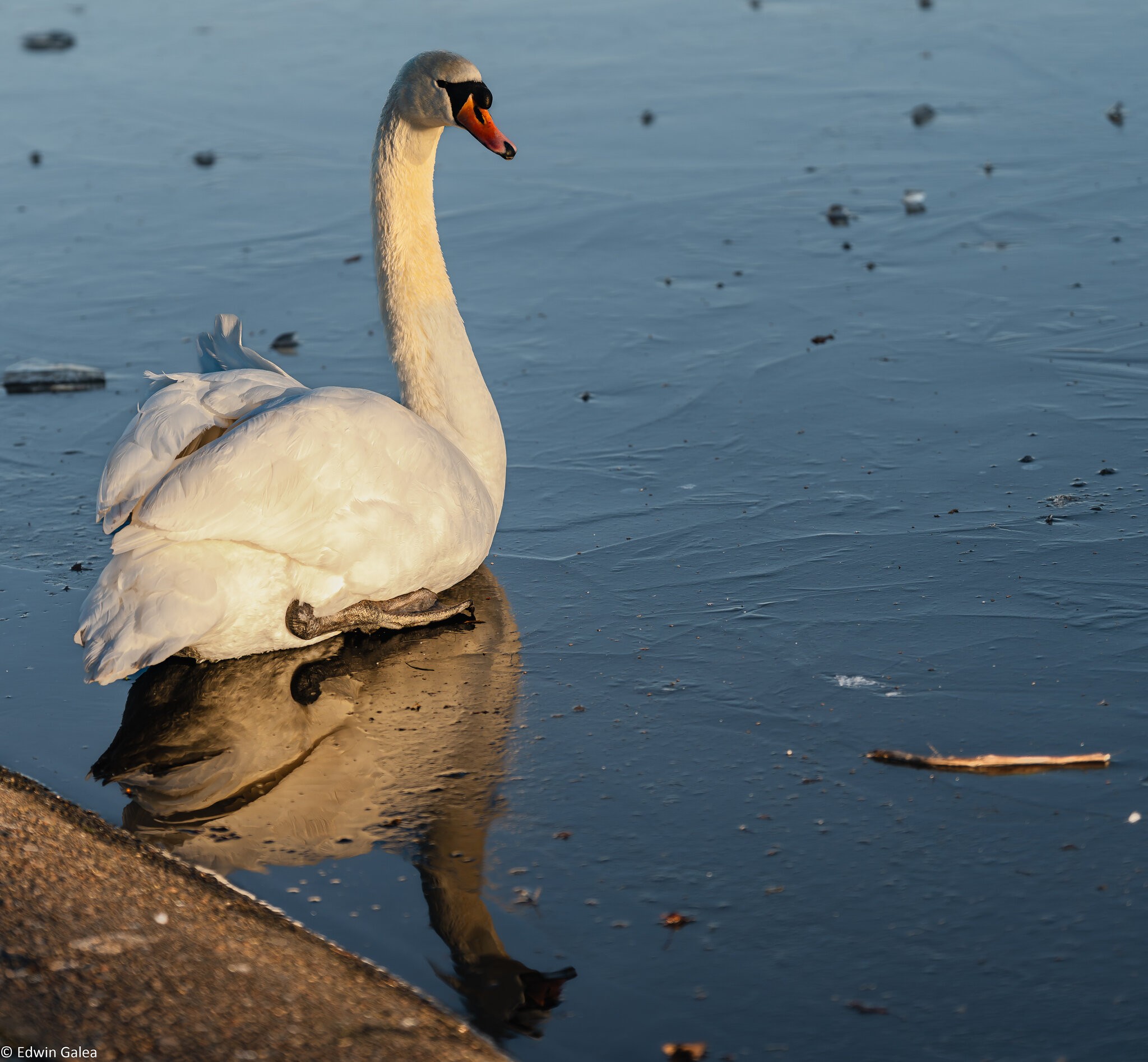 swan on ice-5.jpg