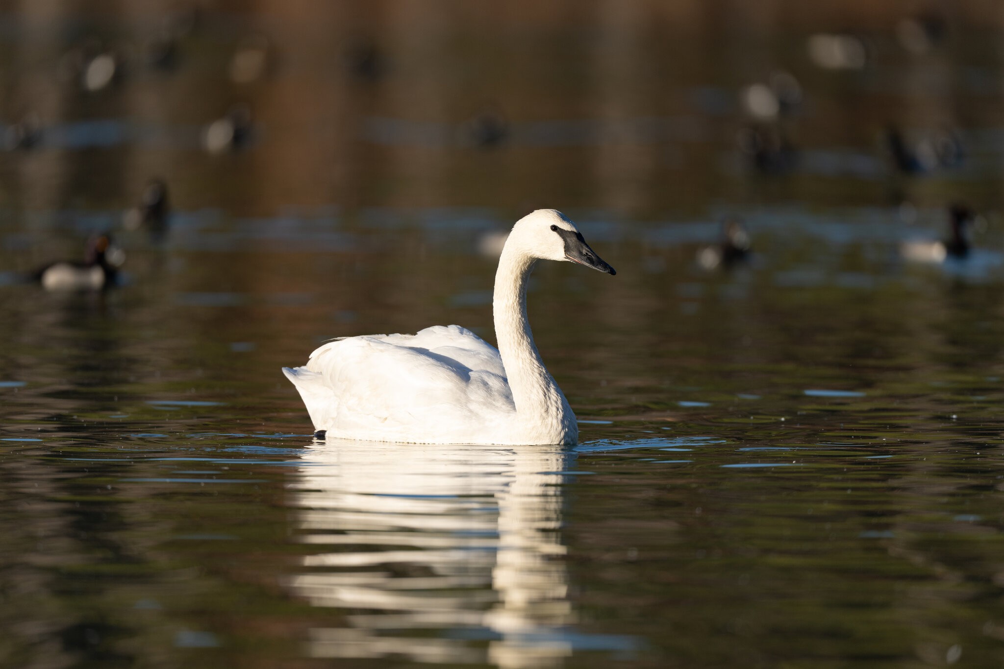 Swan with Ducks.jpg