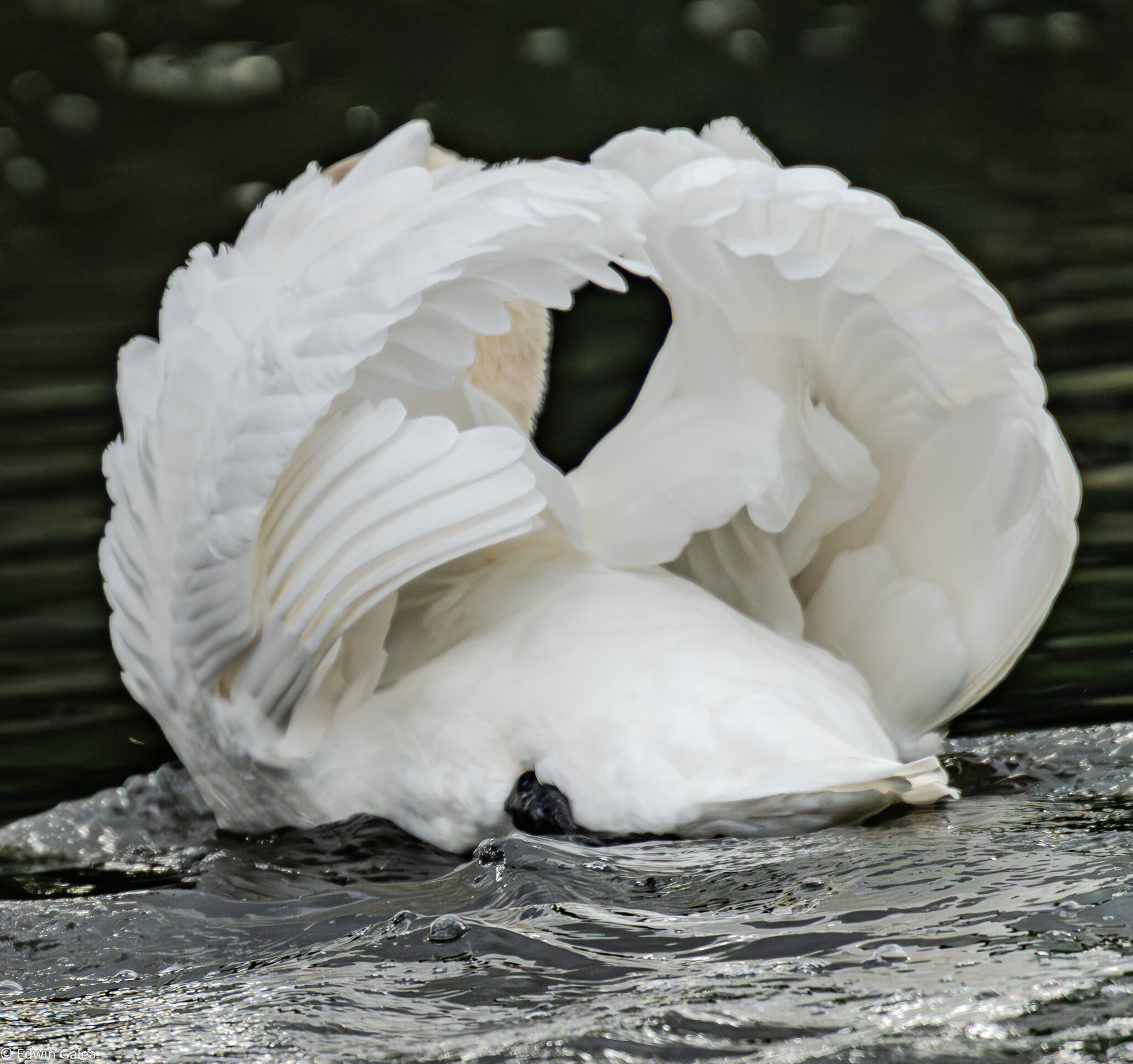 swans_hdr-3.jpg