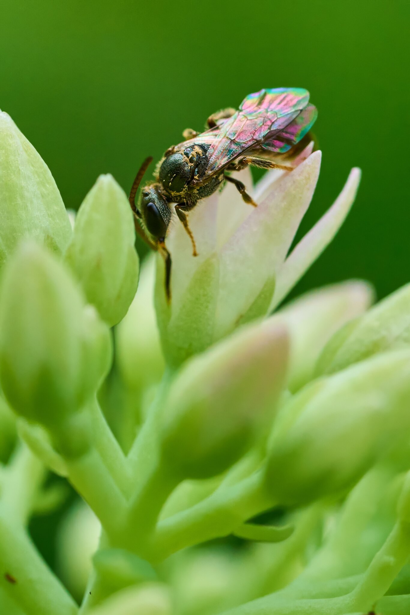 Sweat Bee - Home - 07272025 - 04 - DN.jpg
