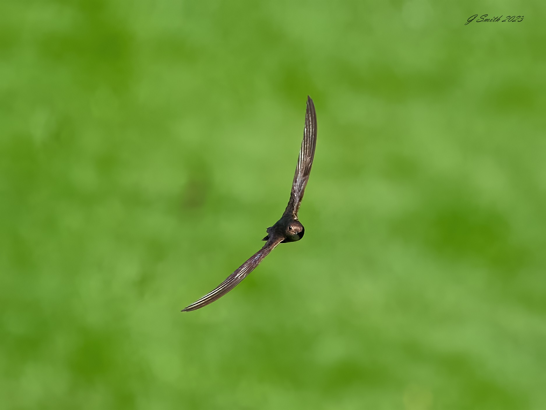 swifts 2023 4.jpg