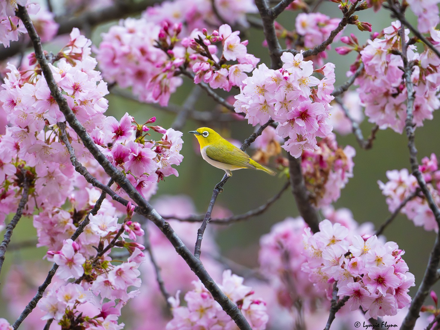 Swinhoe's White-Eye 121046.jpg