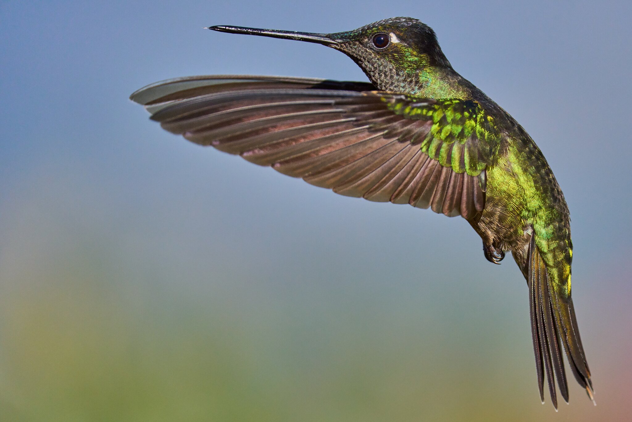 Talamanca Hummingbird - Paraiso Quetzal Costa Rica - 03092024 - 10- DN.jpg