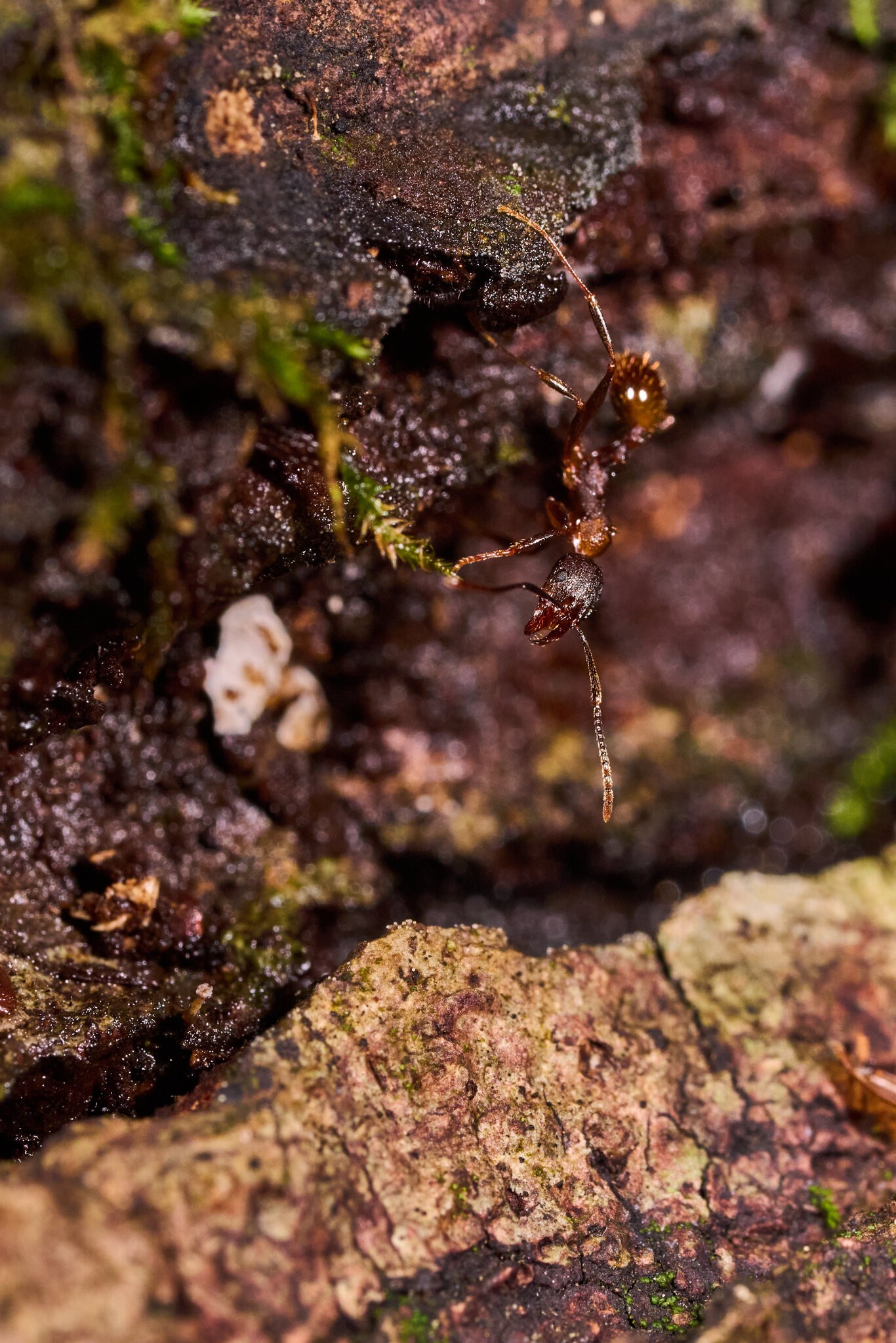 Tawny Collared Ant - 1St State NP - 08142026 - 01.jpg