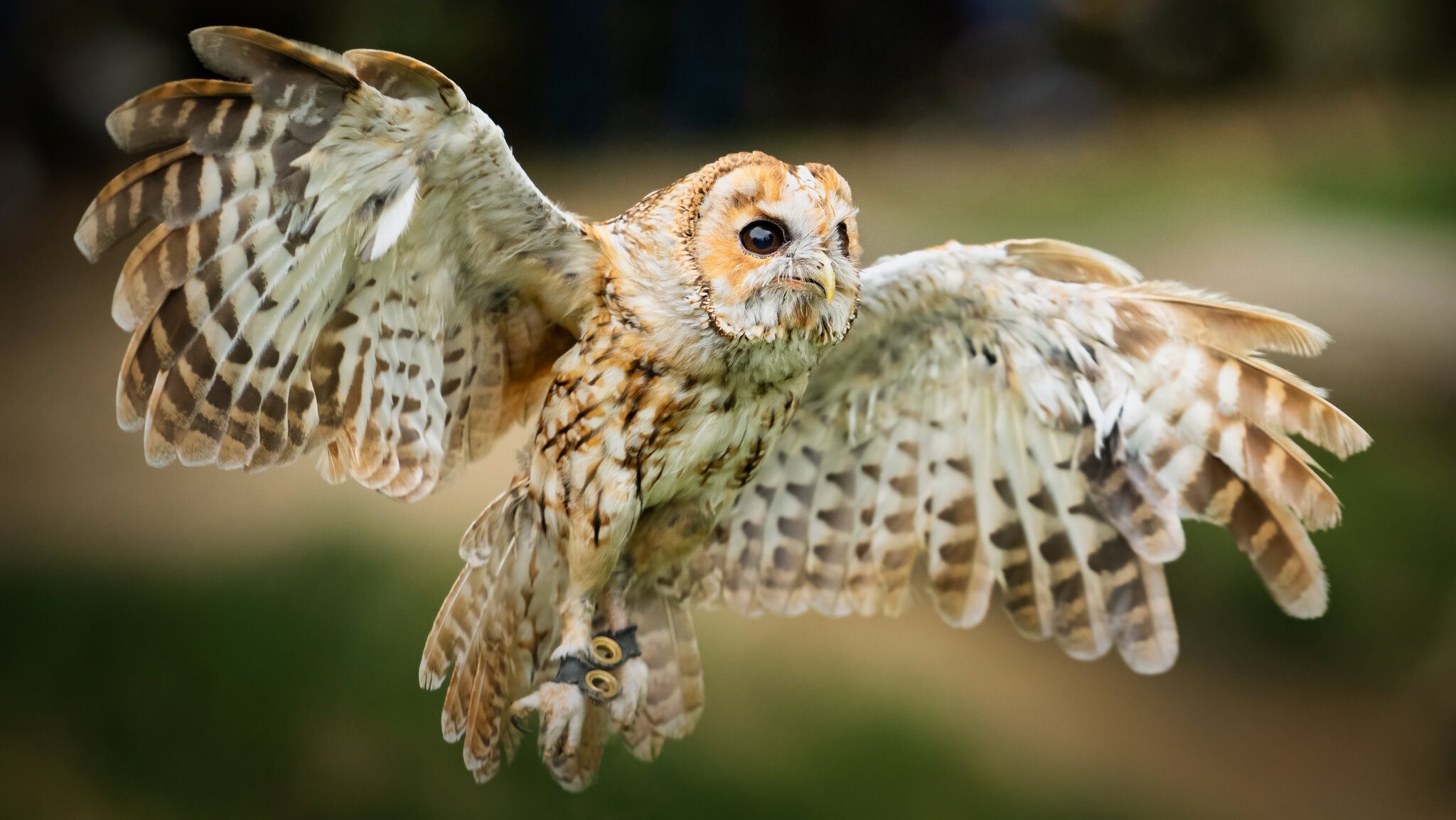 Tawny Owl.jpg