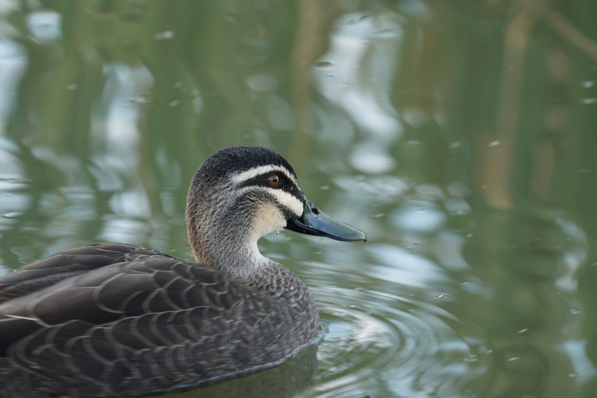 Test A7ii 6-07-2021 (374).JPG