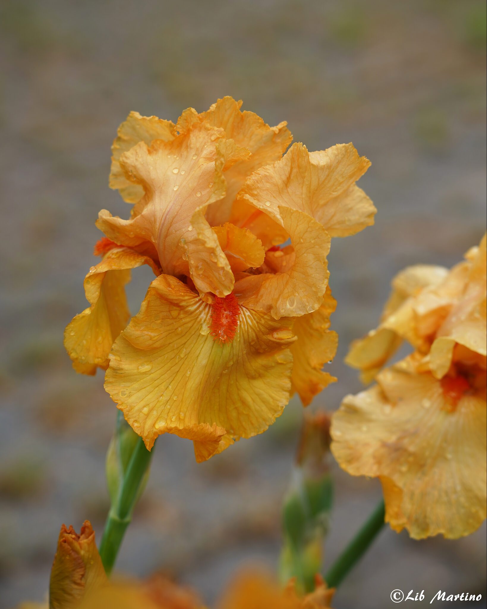 Thai Orange-IDSC03257p.jpg