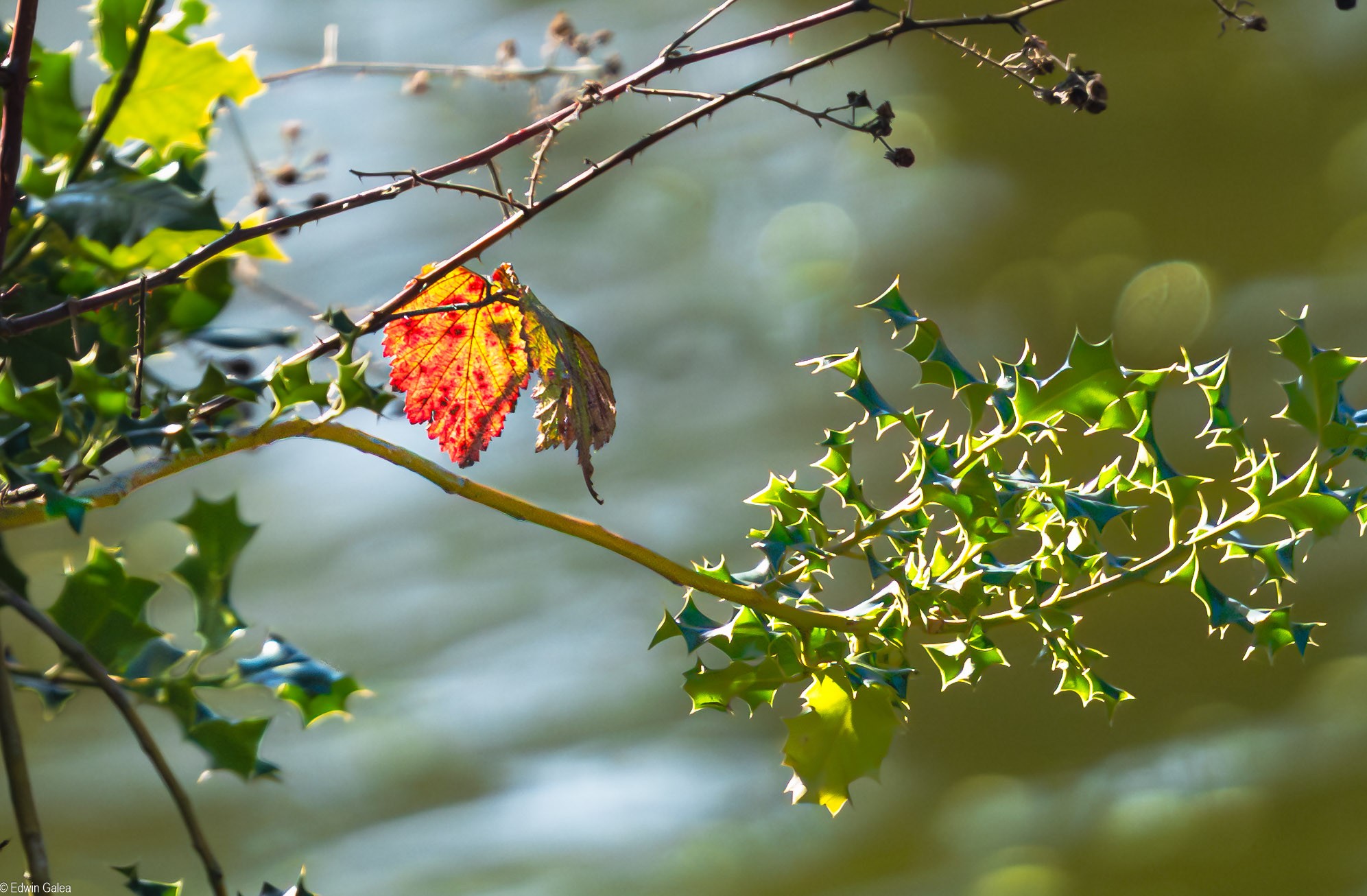 The leaf-1.jpg
