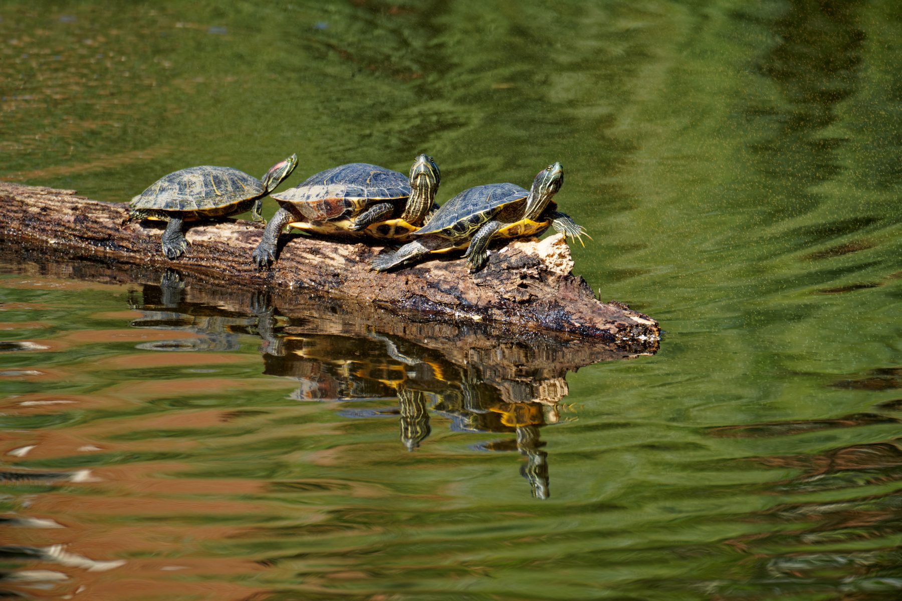 Three Turtles On a Log.jpeg