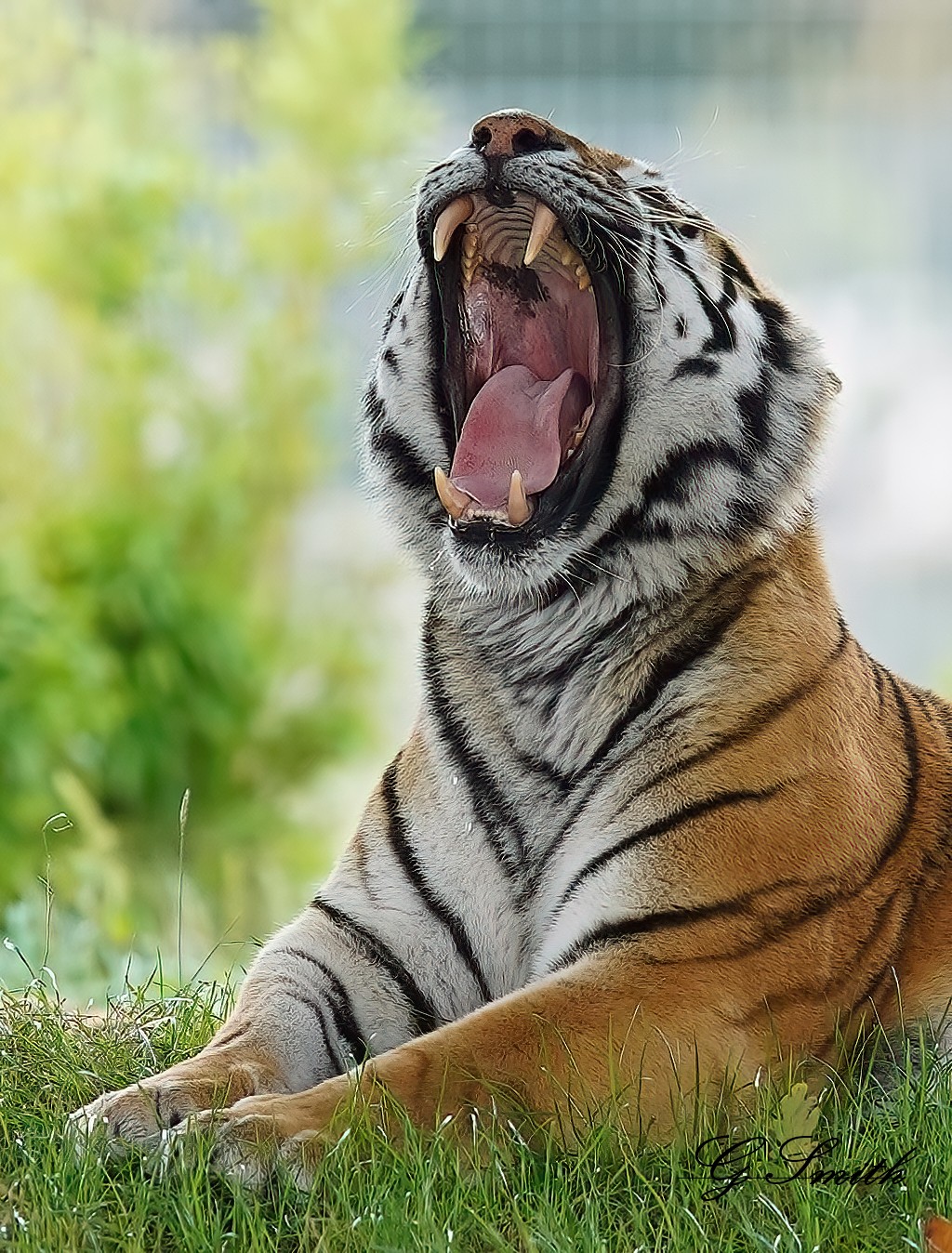tiger 1.jpg