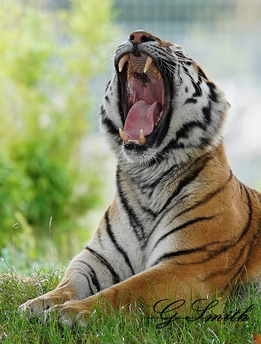 tiger 2.jpg