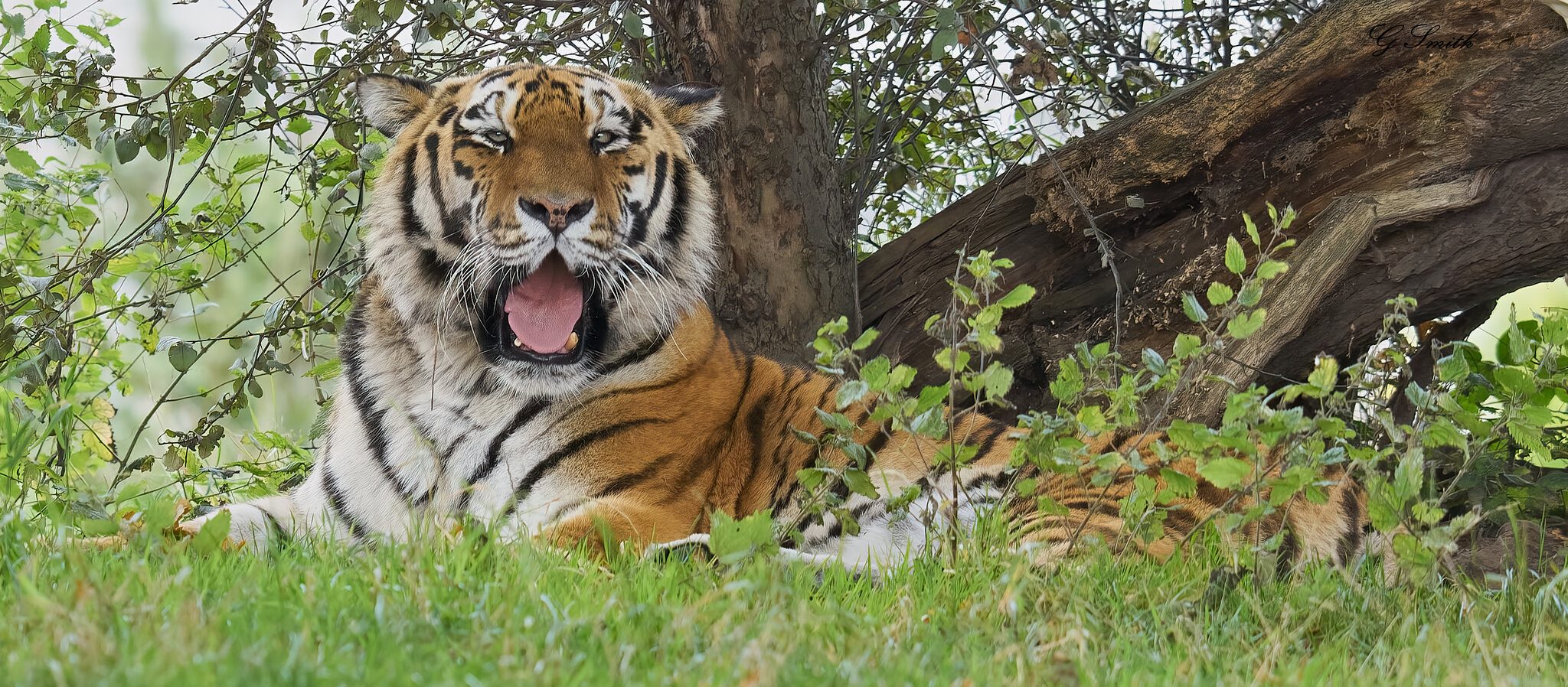 tiger (2).jpg