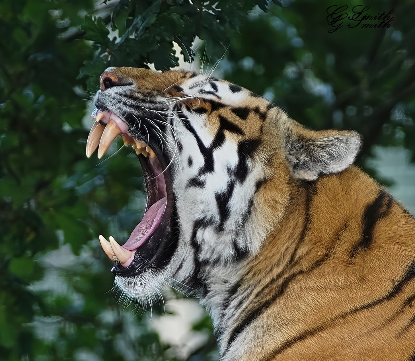 tiger  2019 2.jpg