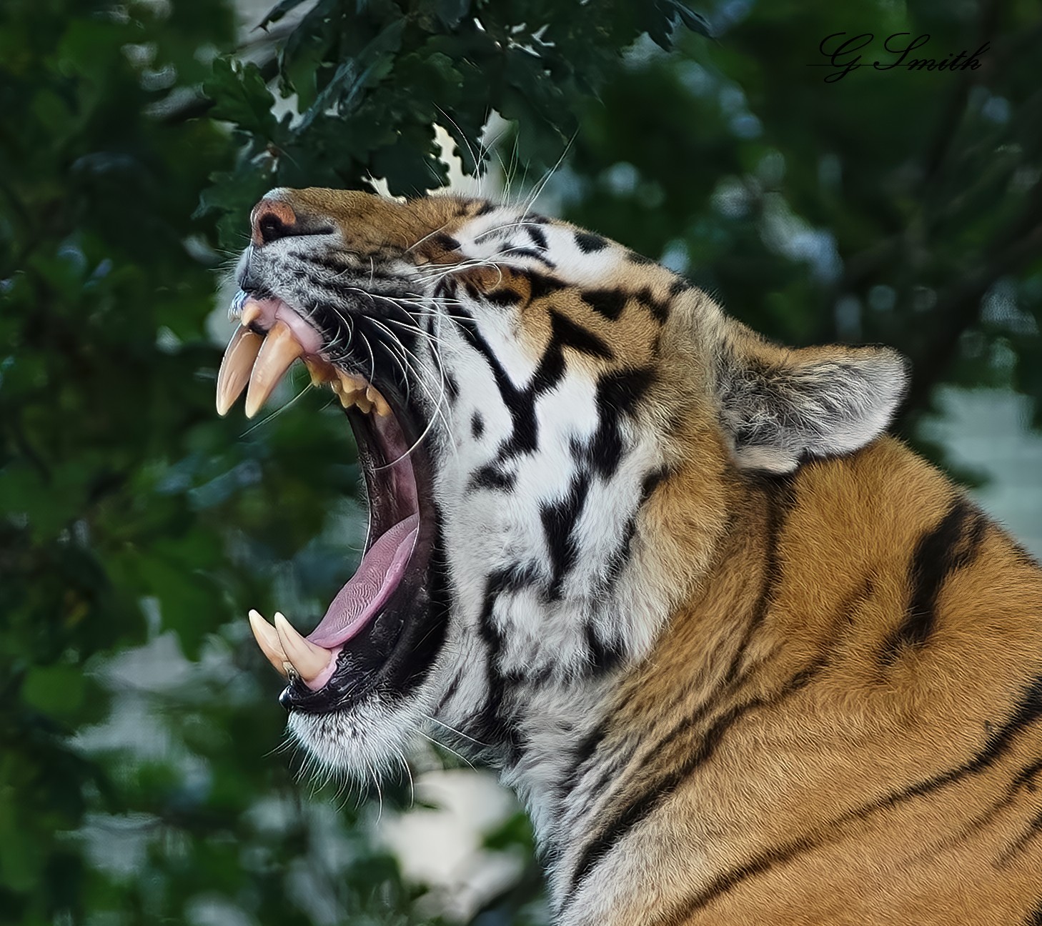 tiger 2019 27.jpg