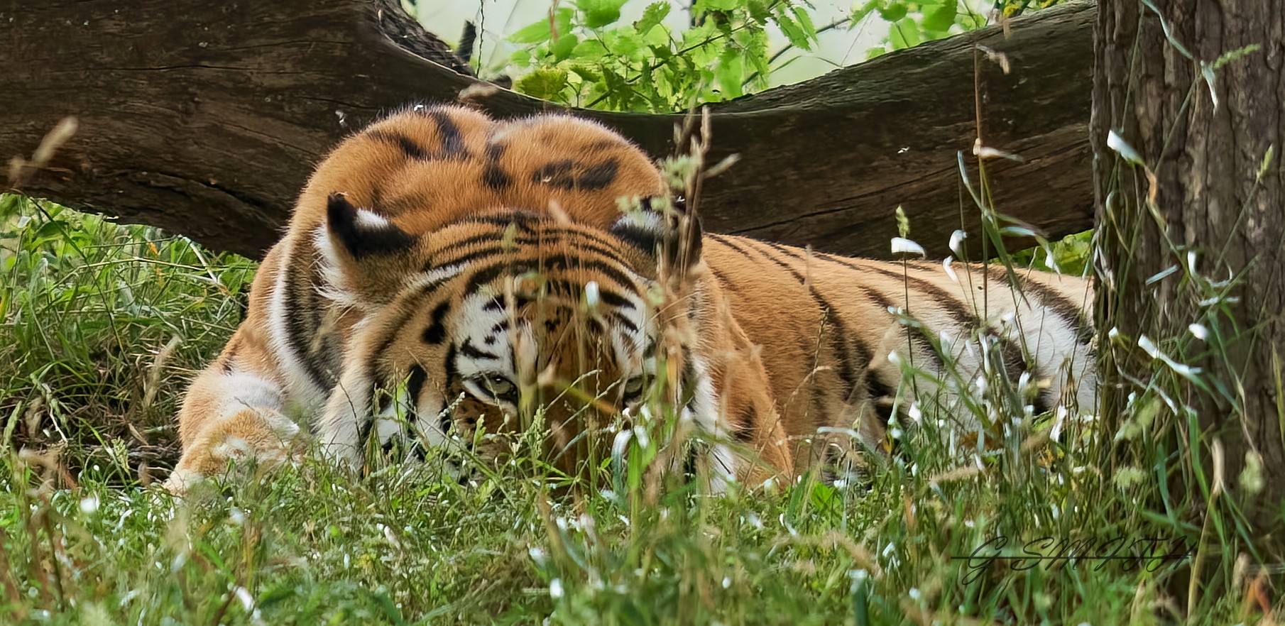 tiger 2020 3.jpg