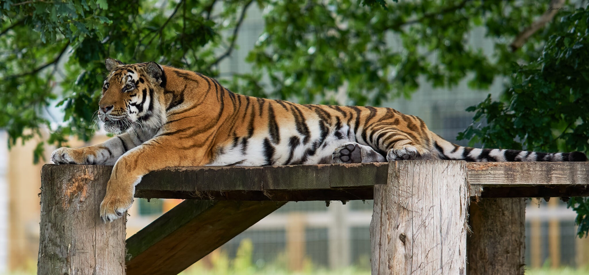 tiger 2020_1.jpg