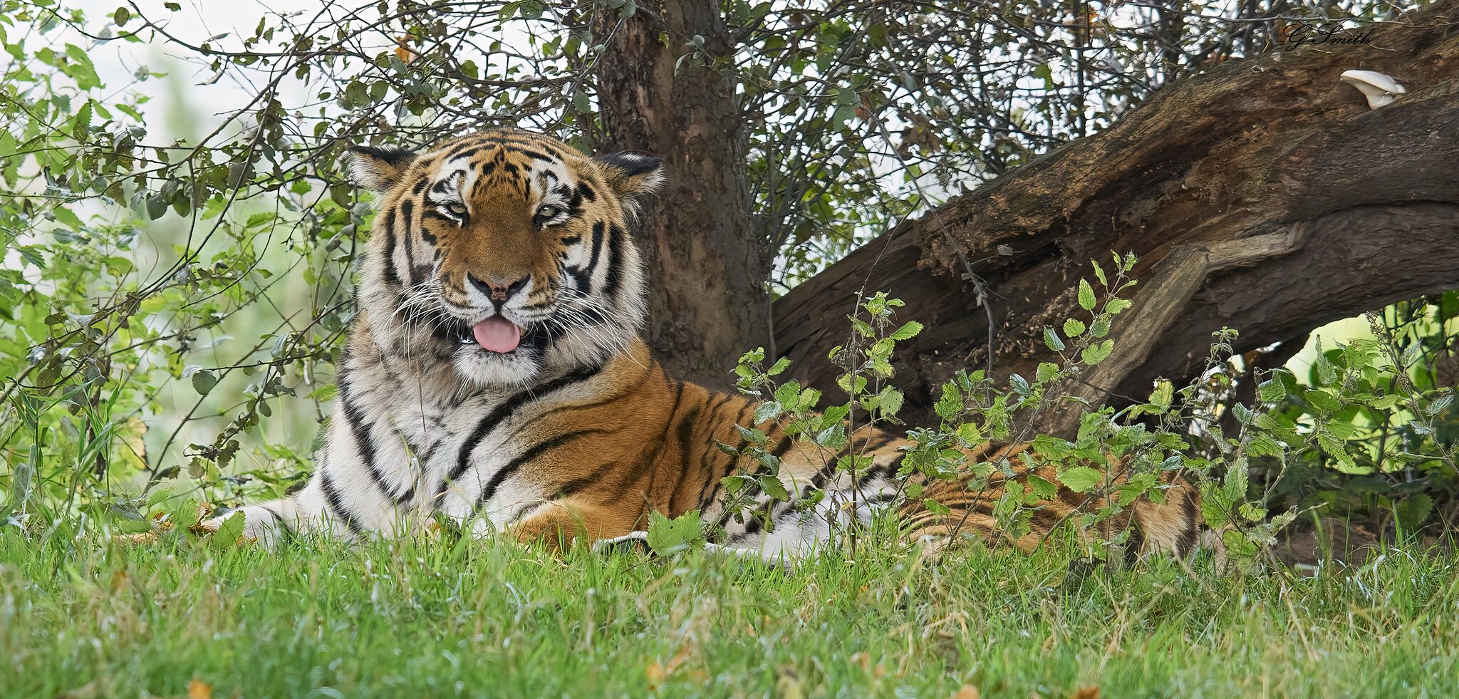 tiger  3.jpg