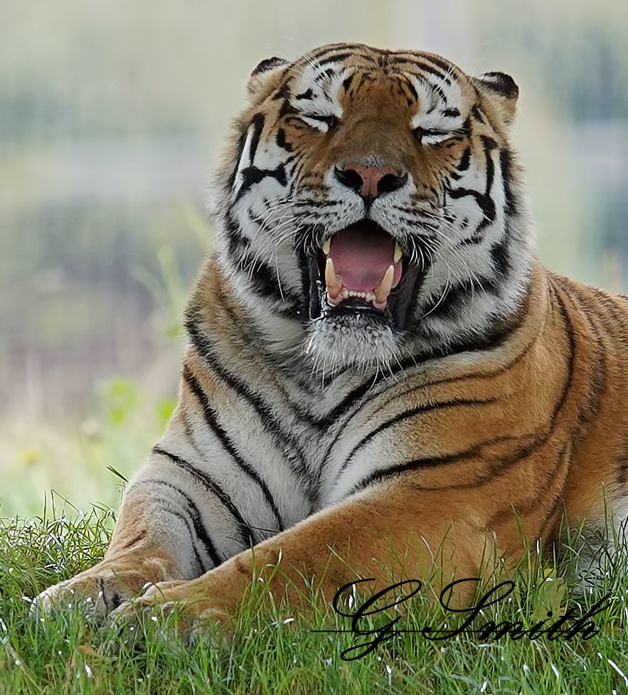 tiger 4.jpg