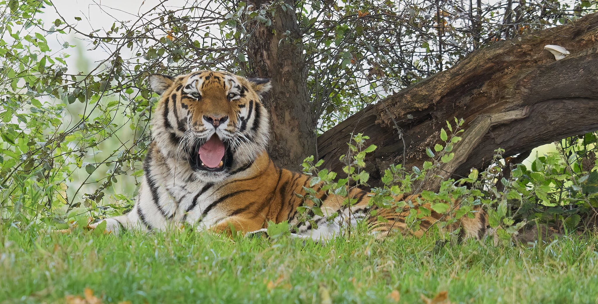 tiger chill.jpg