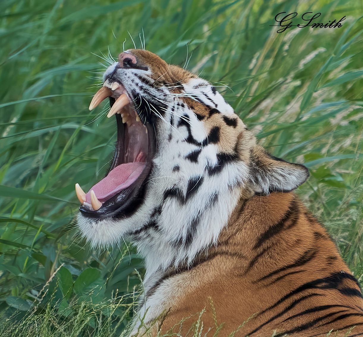 tiger gob shot17.jpg