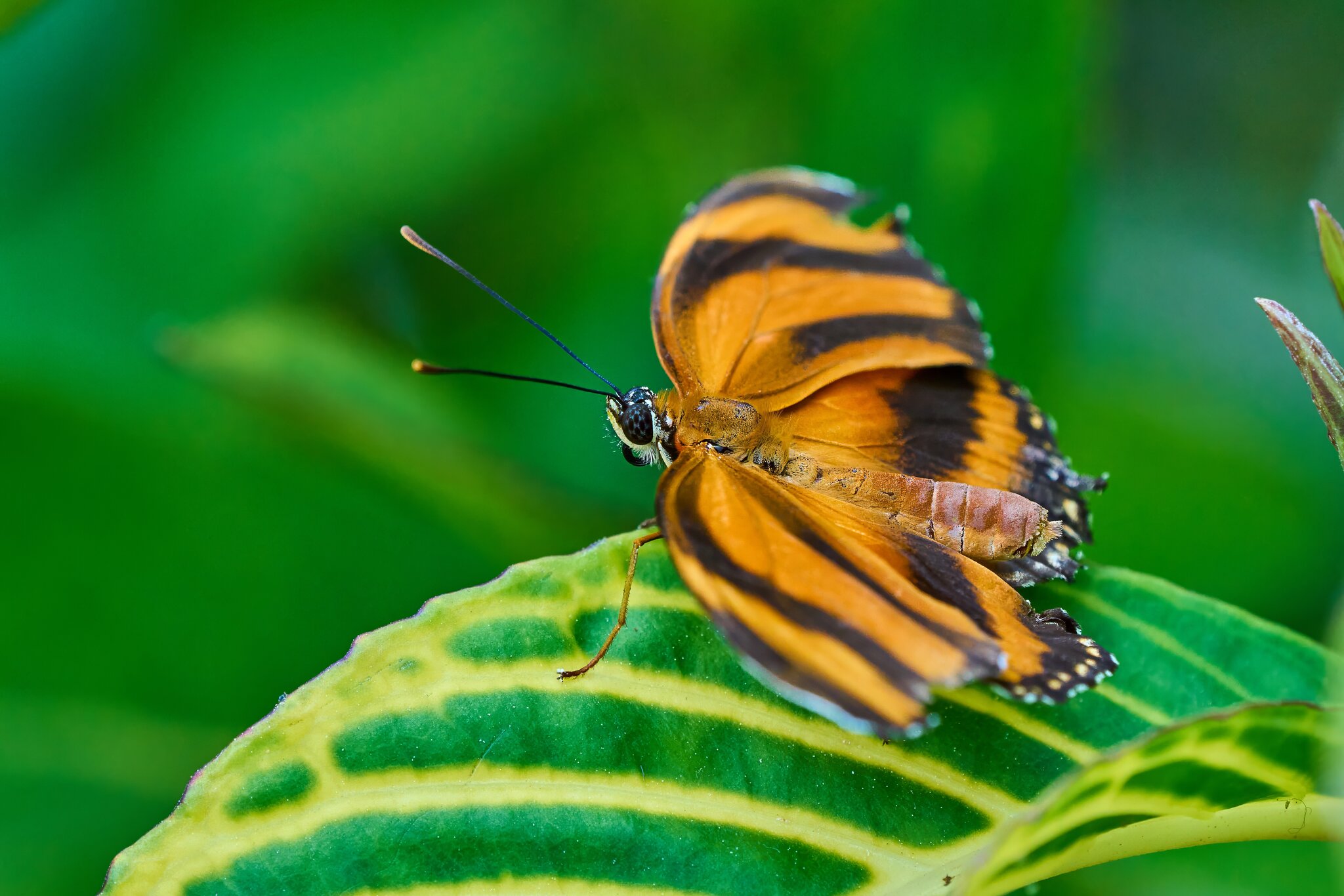 Tiger Longwing -South Coast Botanical Gardens - 05162024 - 01- DN.jpg