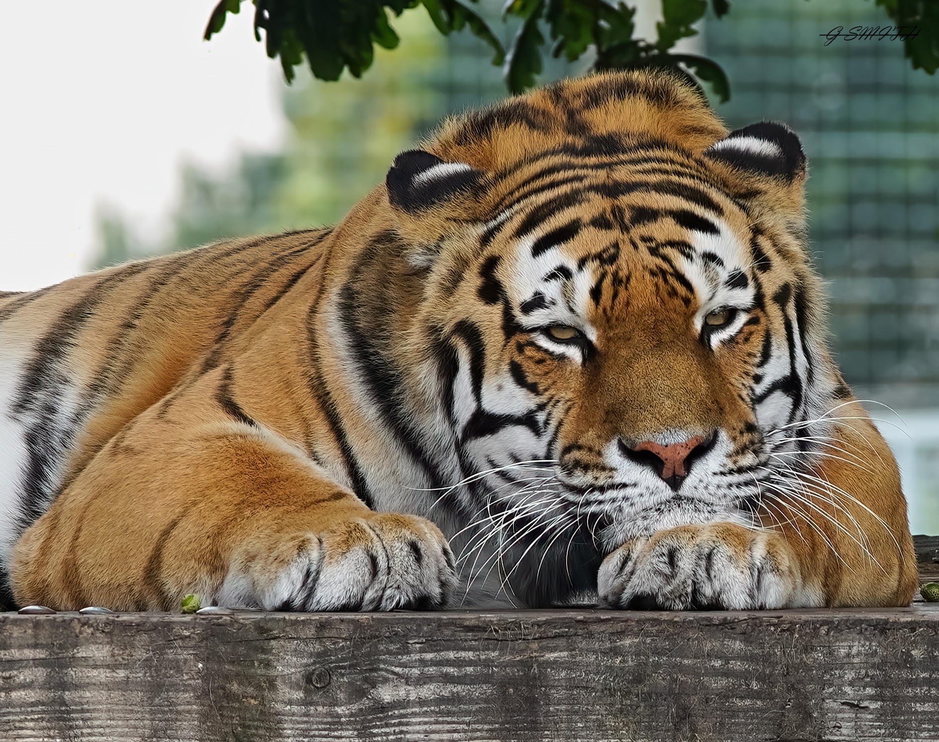 tiger min 400 4.5 2019 (3).jpg