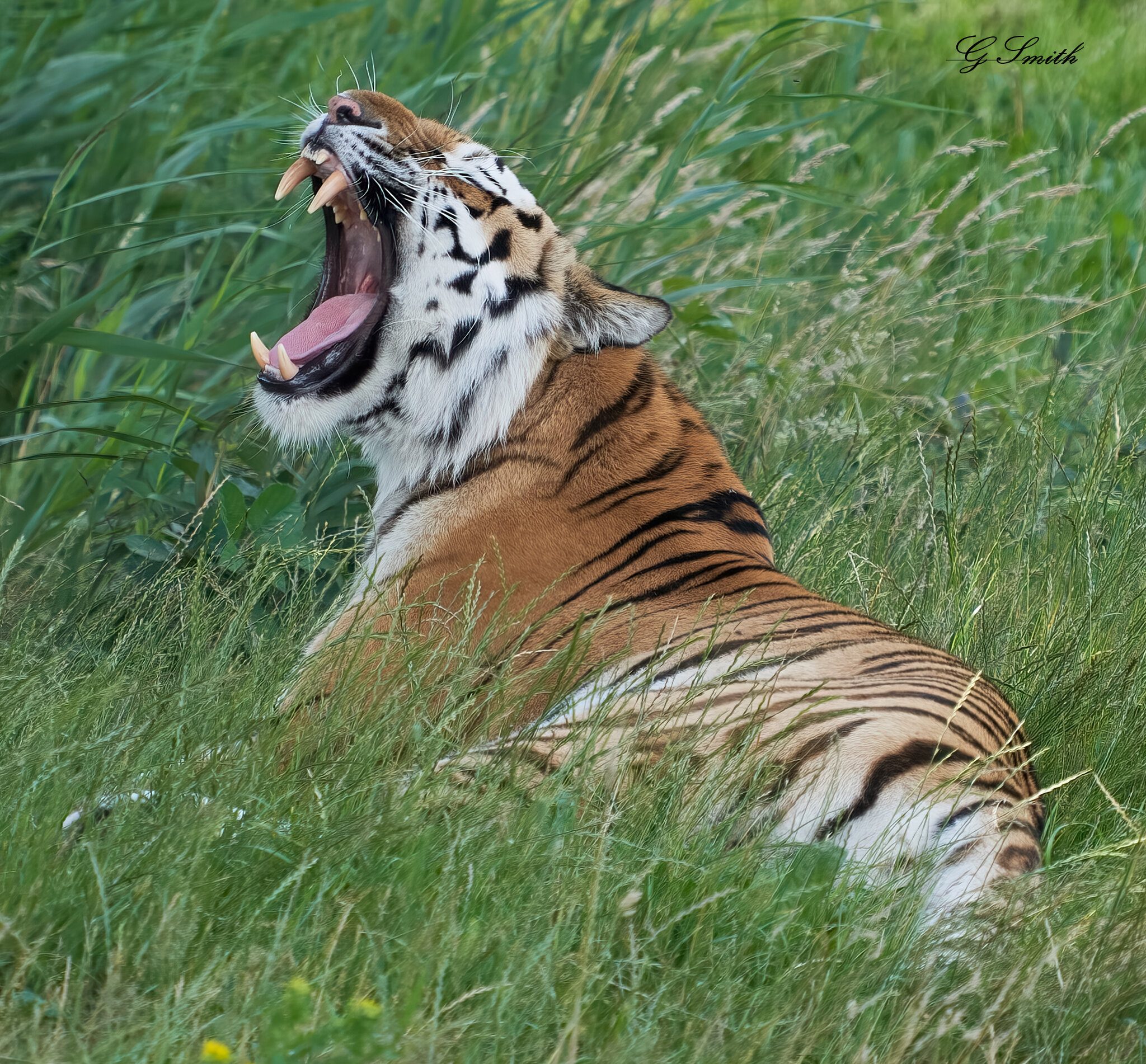 tiger open wide 16.jpg