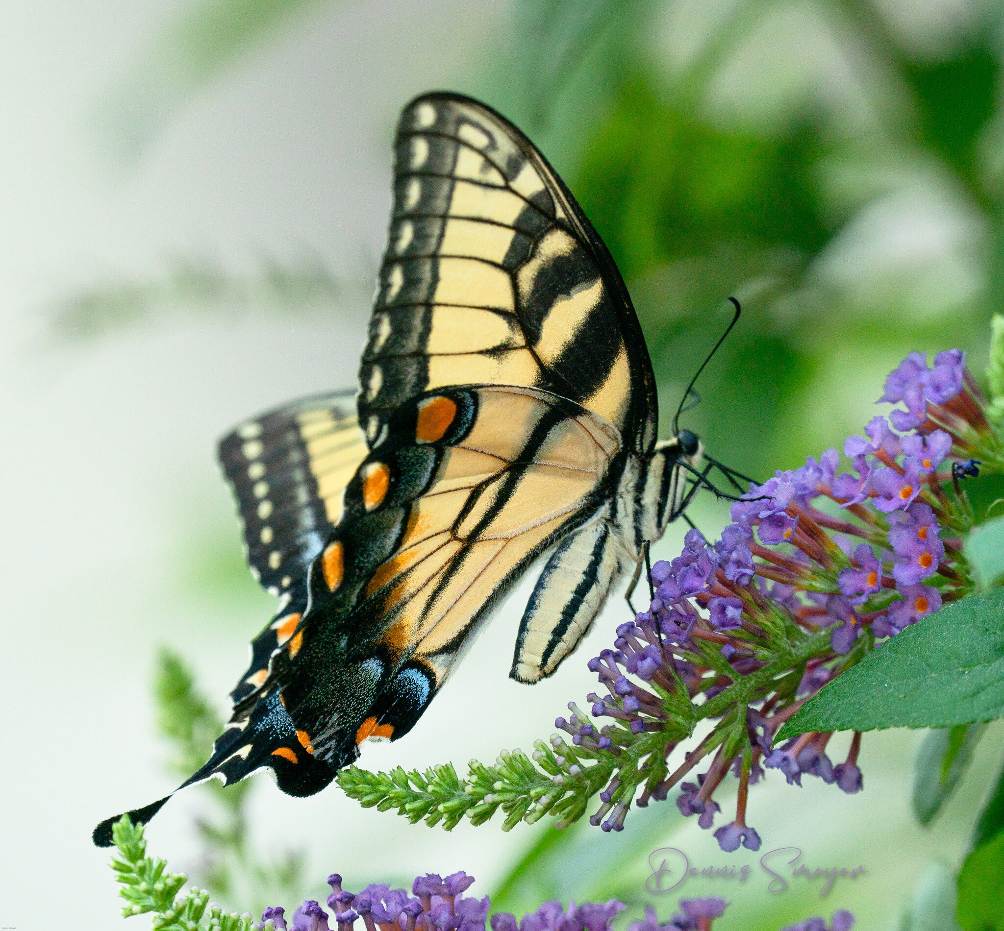 Tiger Swallowtail.jpg