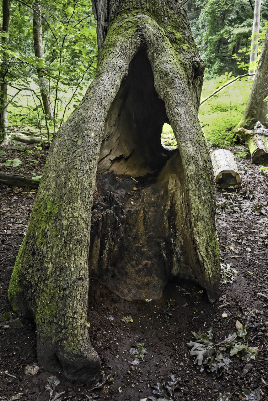 Tree - 1 (1).jpeg