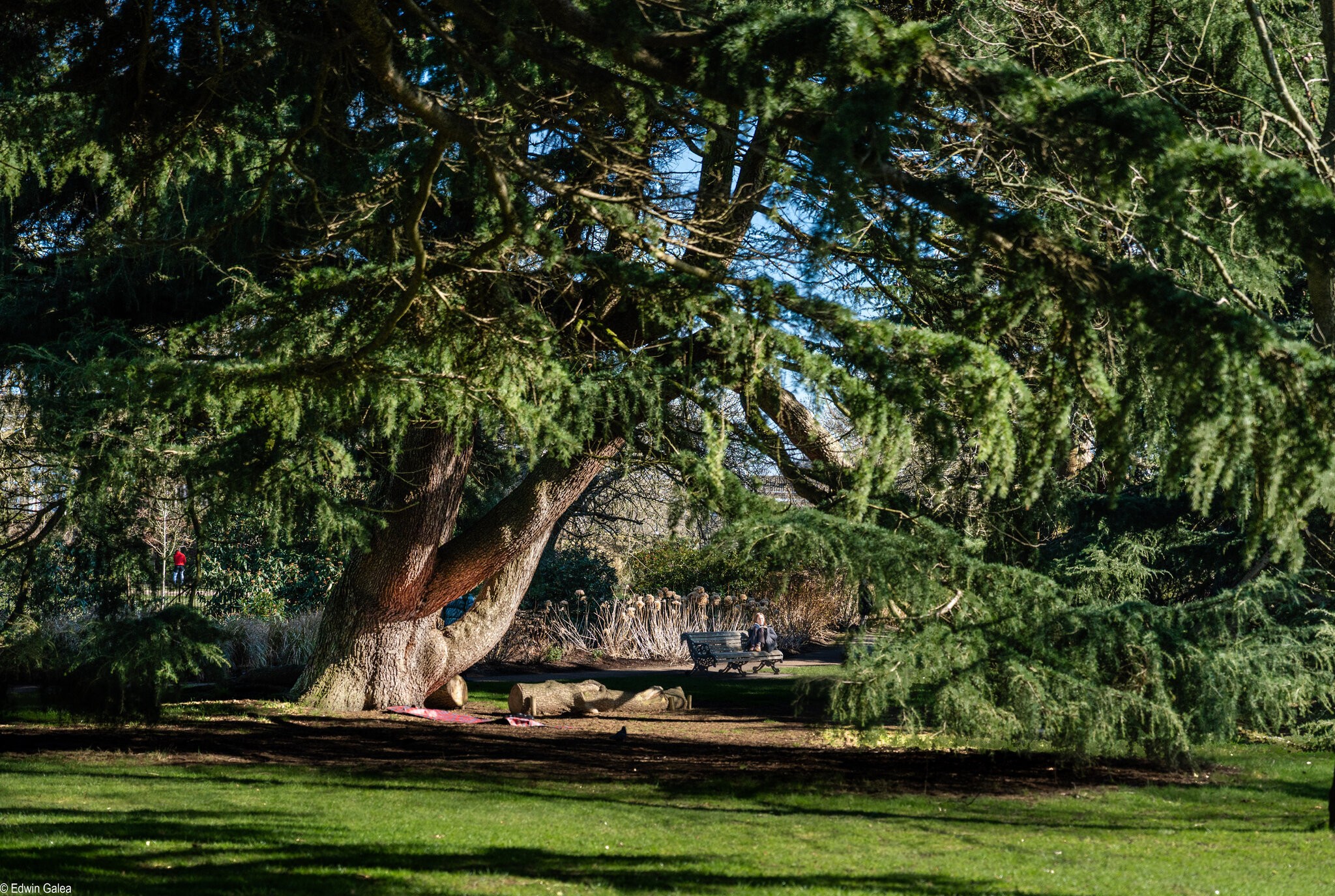tree and sitting person-2.jpg