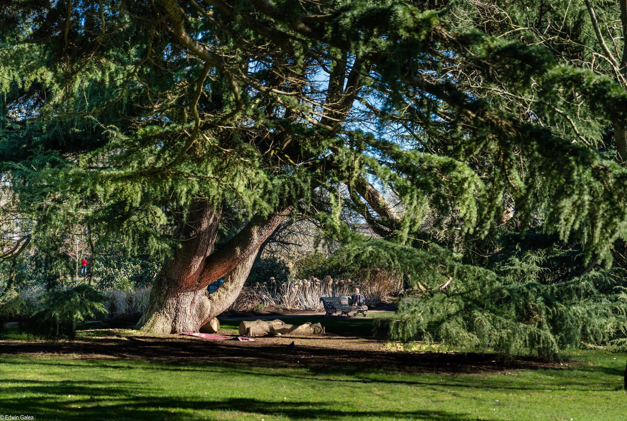 tree and sitting person-3_edited.jpg