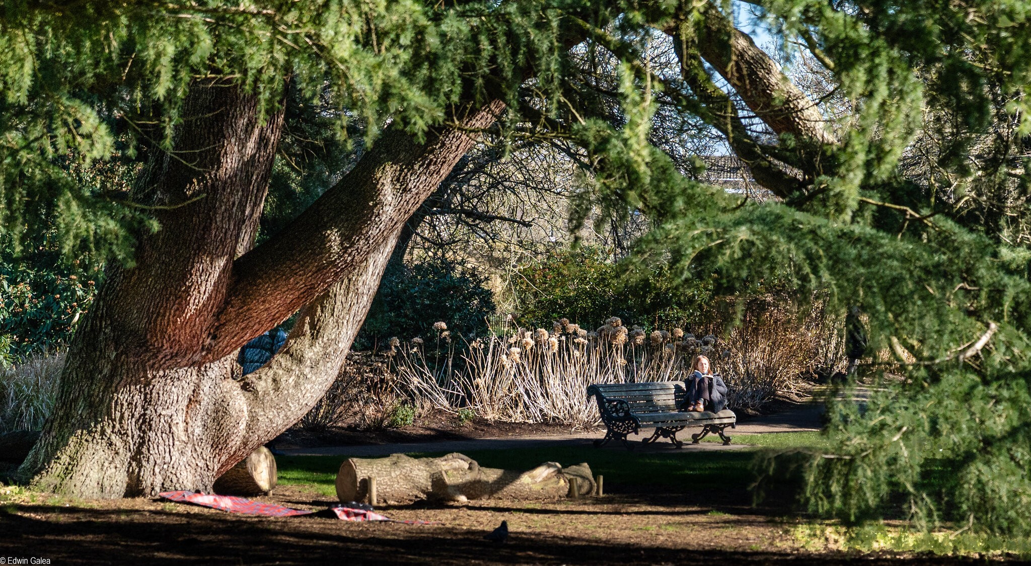 tree and sitting person-5.jpg