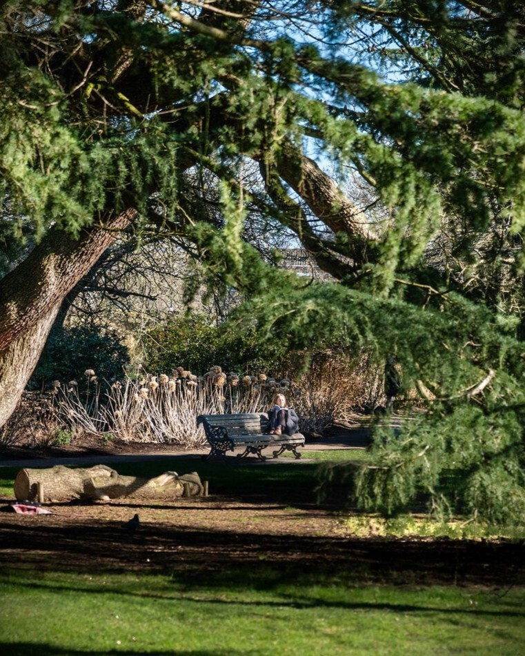 tree and sitting person - portrait.jpg