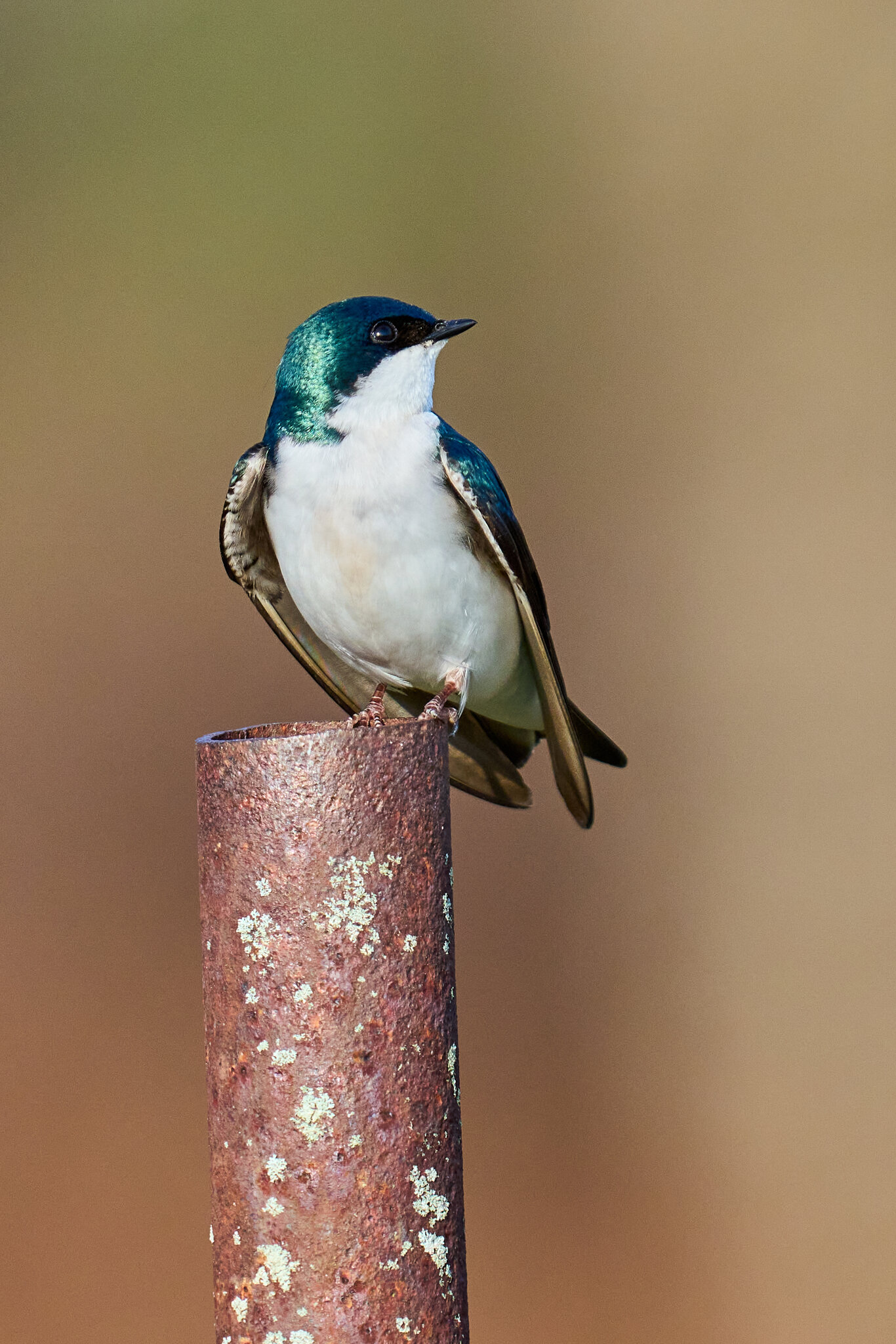 Tree Swallow - Ashland NS - 04052026 - 02.jpg