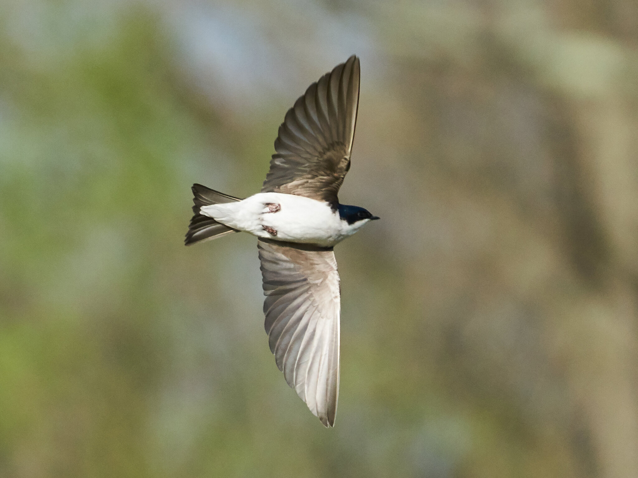 Tree Swallow - BCSP - 05022018 - 10.jpg