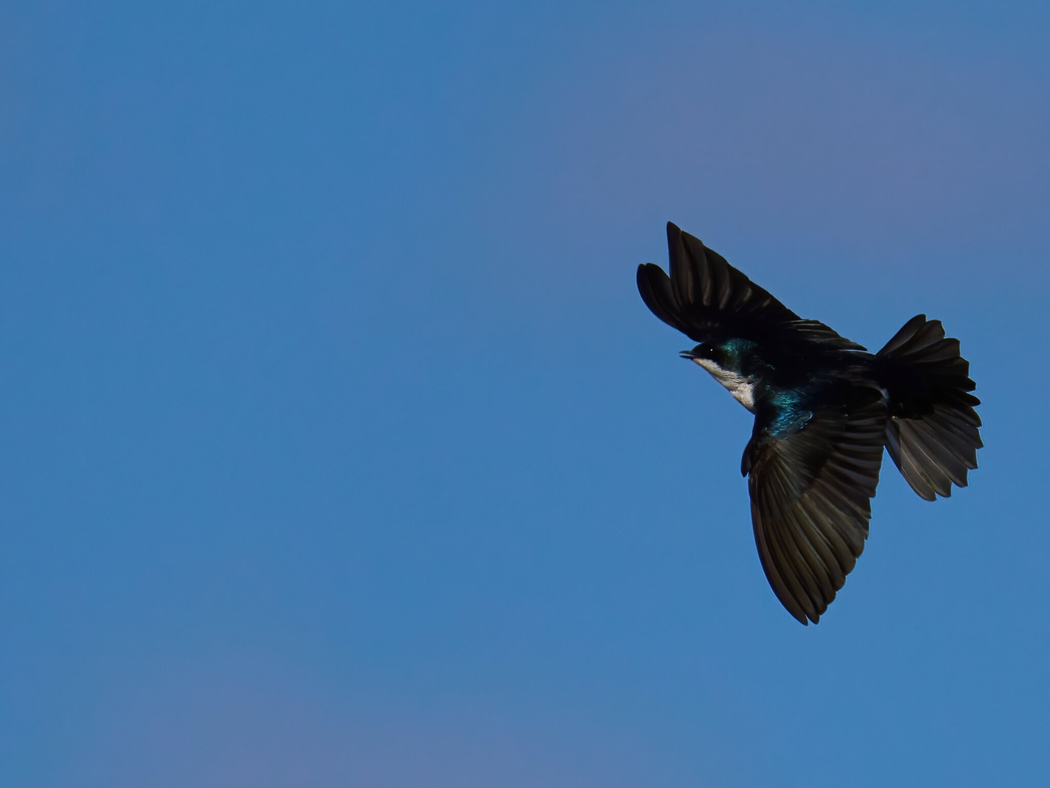 Tree Swallow Feeding - BCSP - 04122022 - 05-DN.jpg