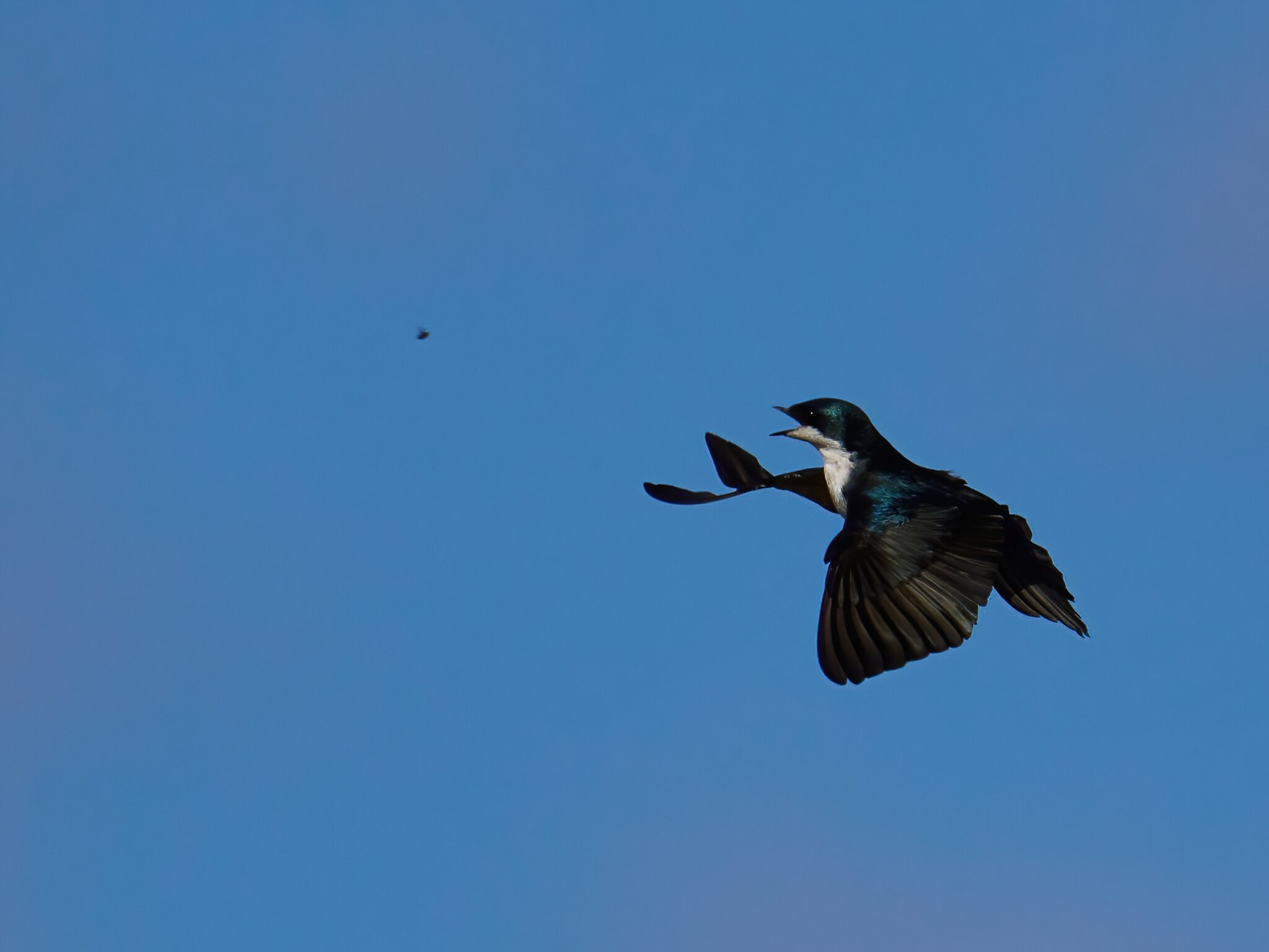 Tree Swallow Feeding - BCSP - 04122022 - 06-DN.jpg