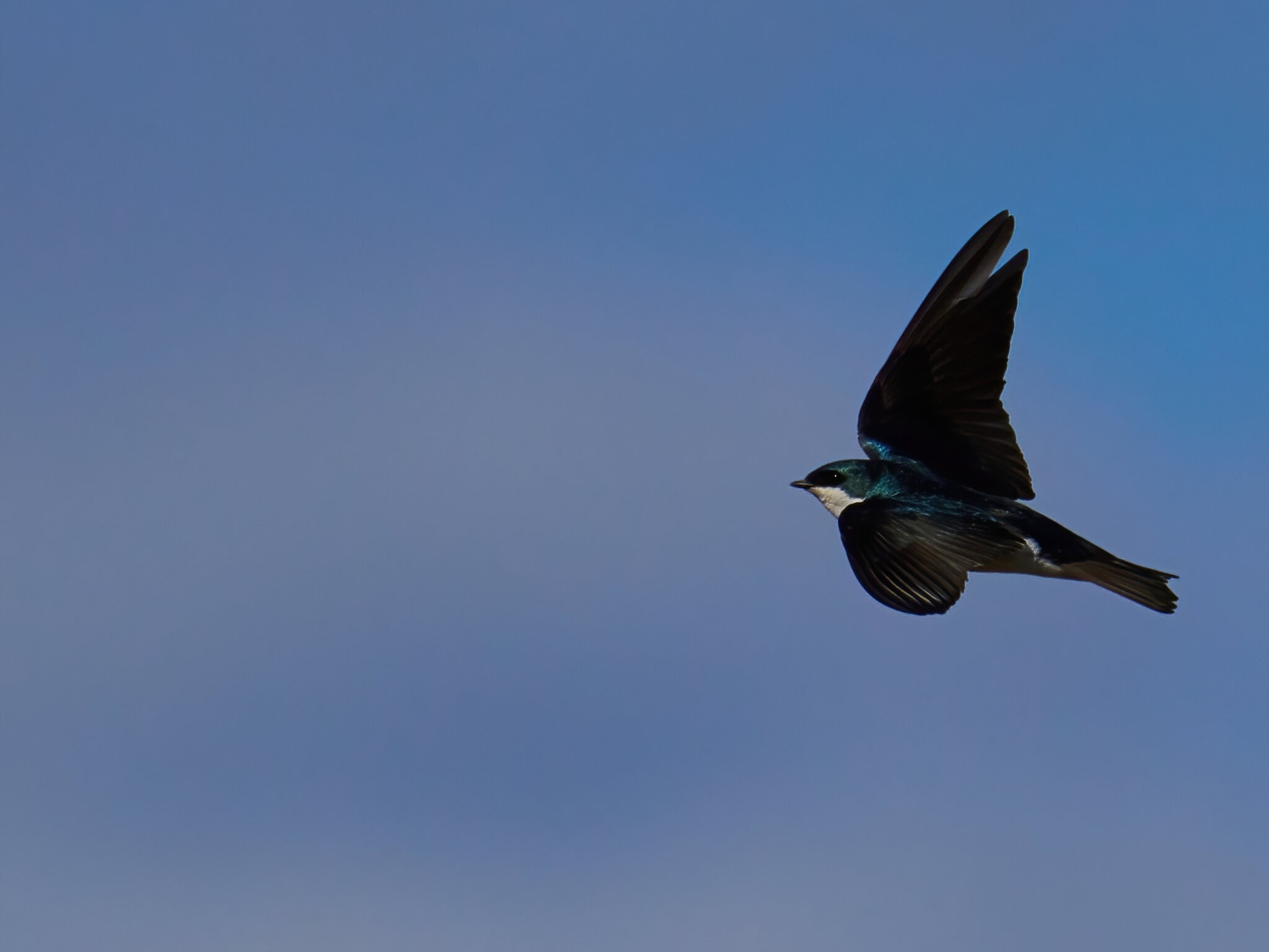 Tree Swallow Feeding - BCSP - 04122022 - 07-DN.jpg